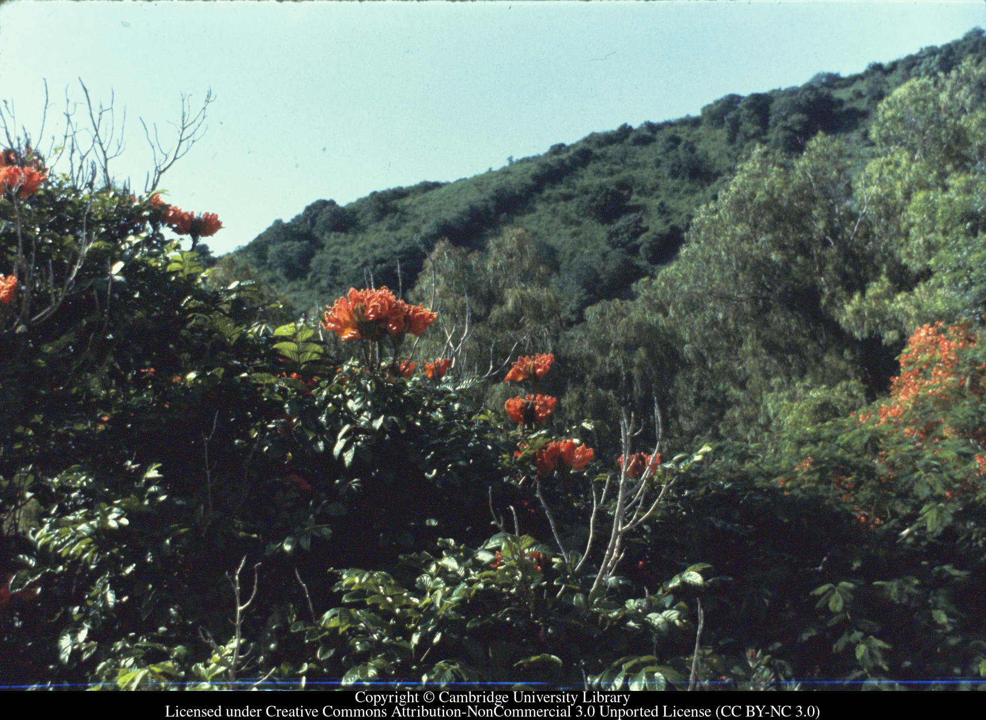 Tortola : Spathodea from bedroom of G. H., 1970