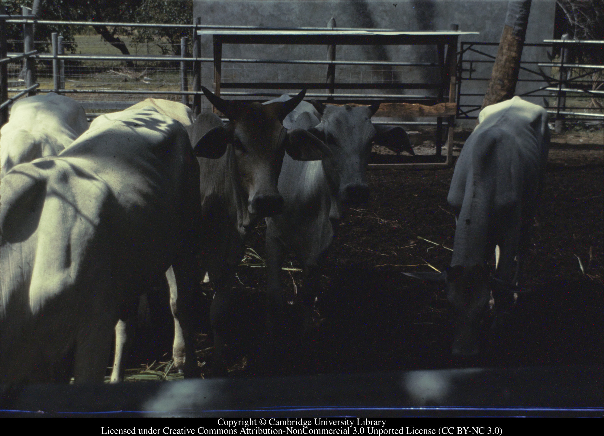Nevis : Zebu cattle, 1970-08