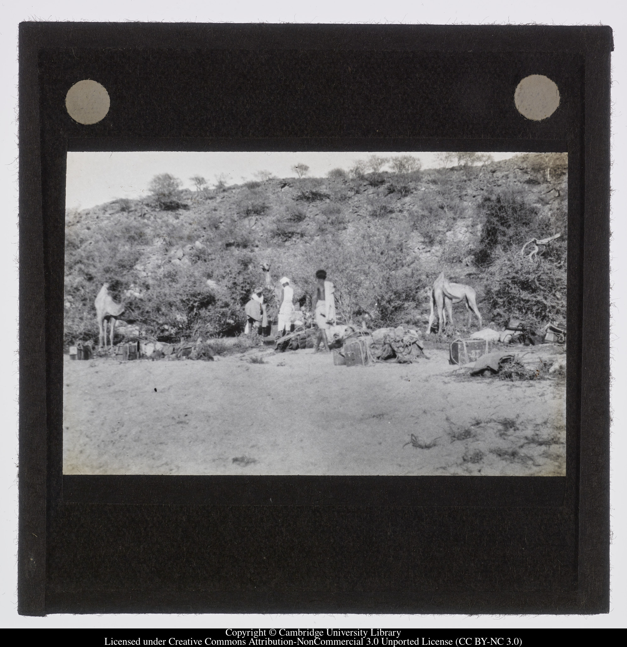 [Group with camels resting in the shade], 1924 - 1945