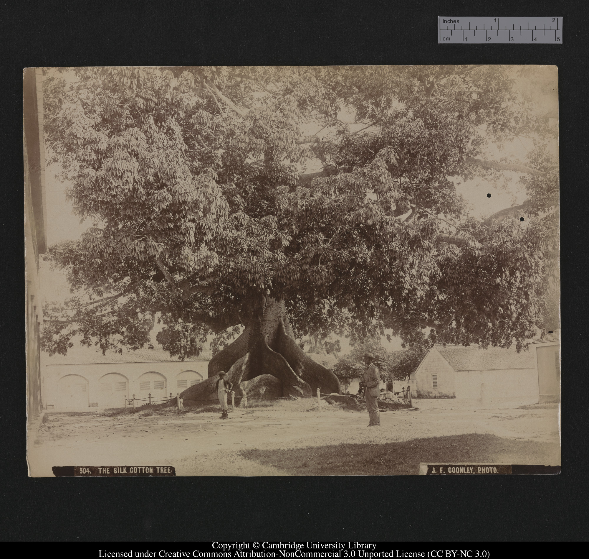 The Silk Cotton Tree, 1879 - 1910