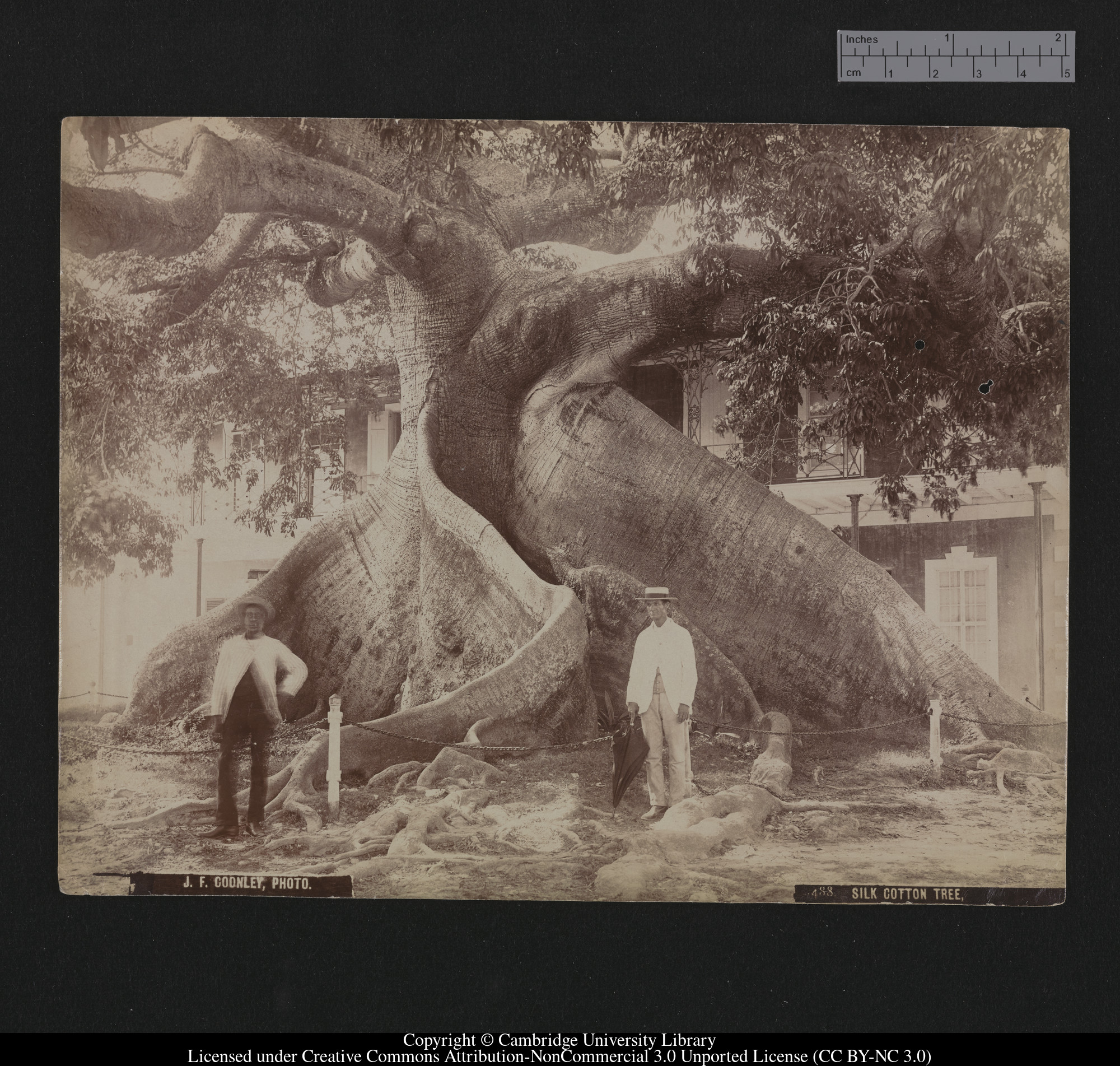 Silk Cotton Tree, 1879 - 1910