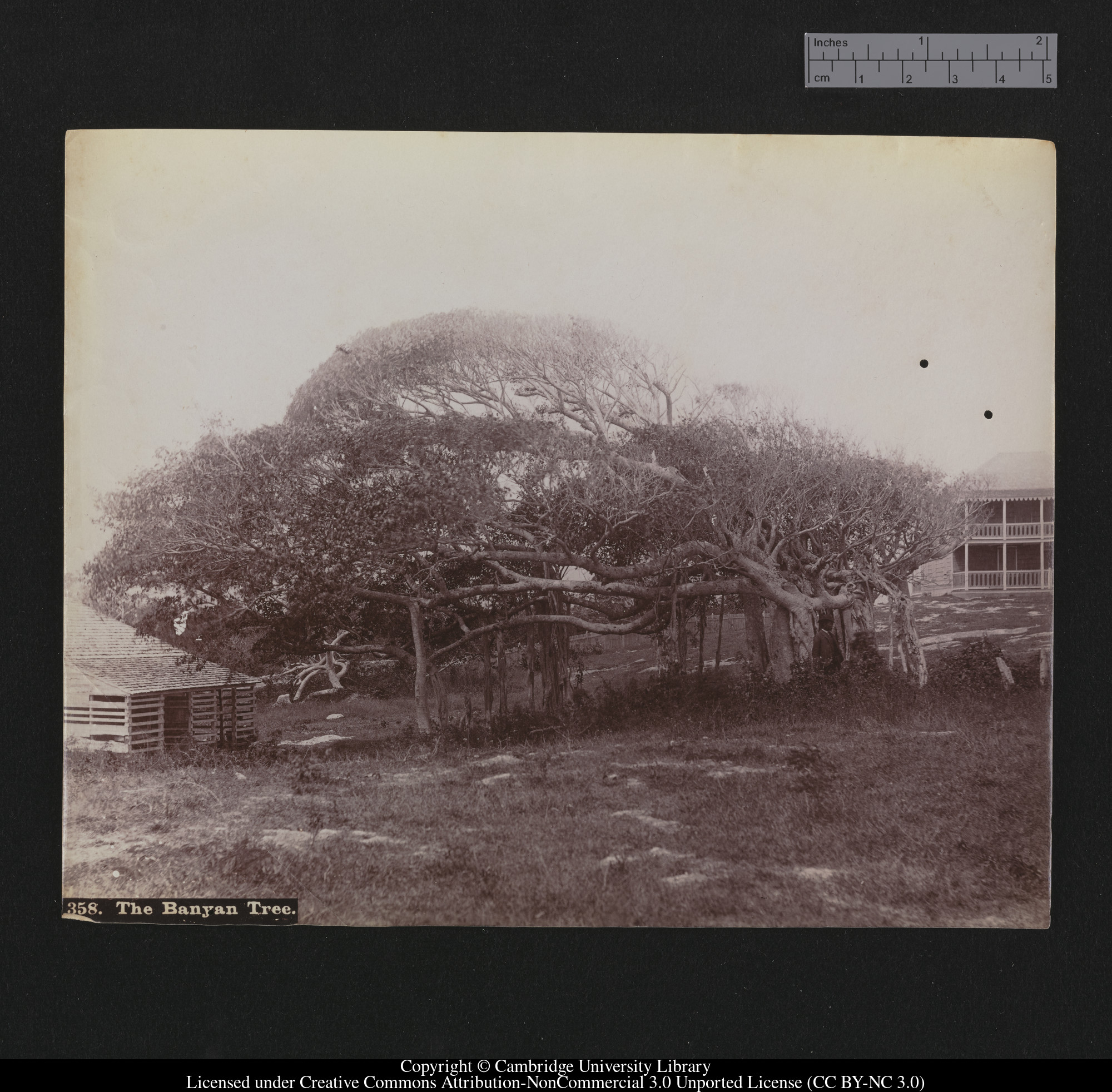 The Banyan Tree, 1879 - 1910