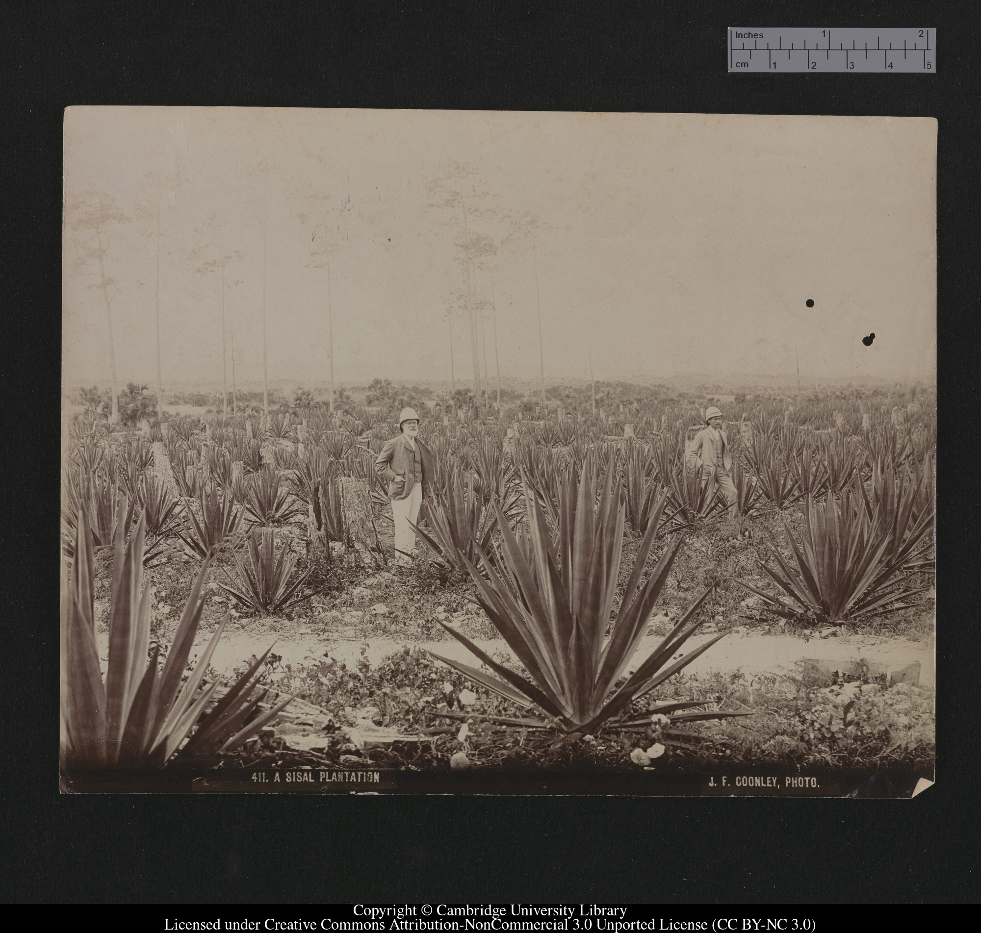 A sisal plantation, 1879 - 1910