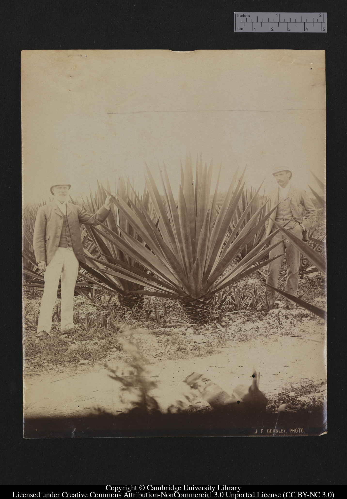 Sisal fibre Plants, Bahamas, 1879 - 1910