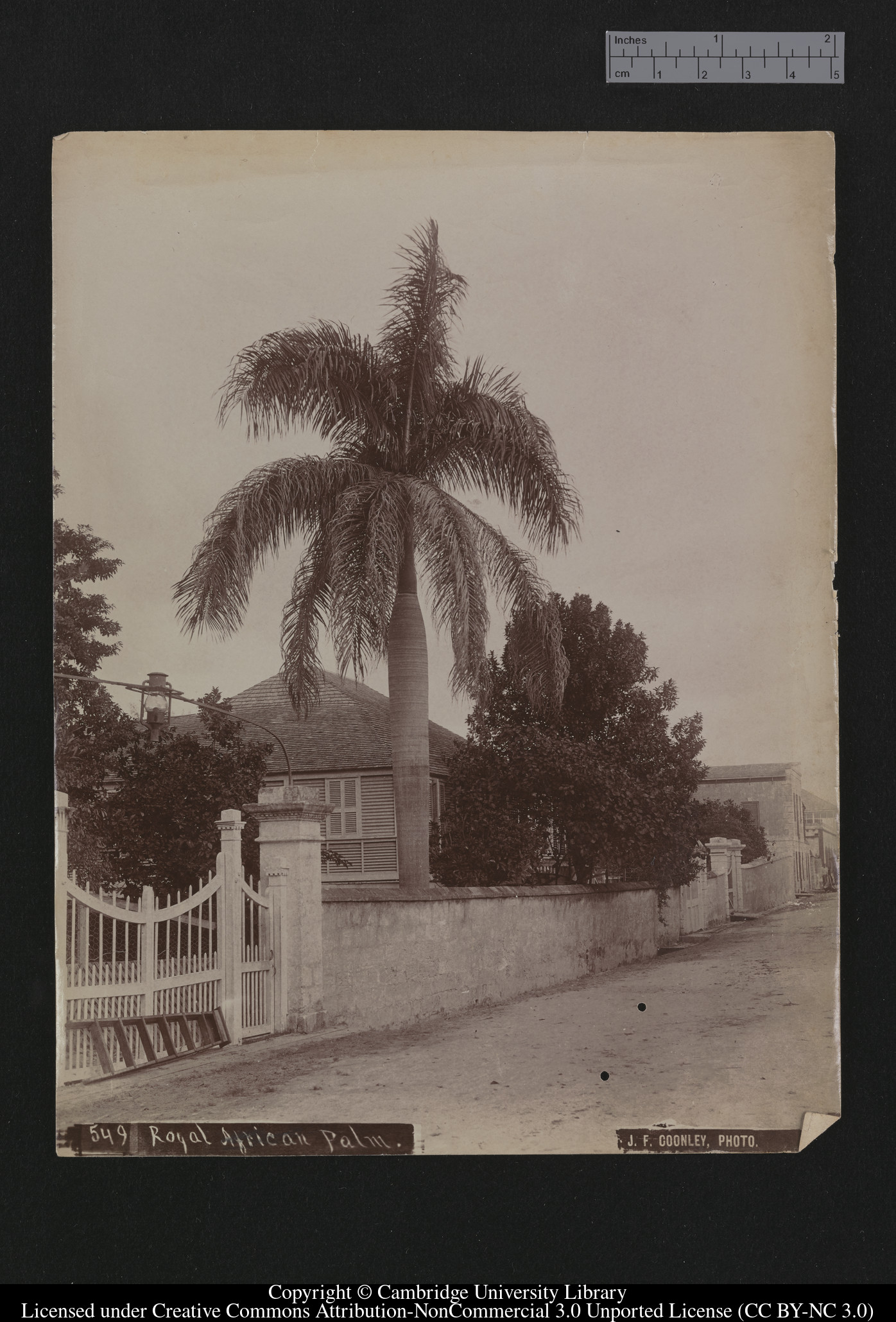 Royal African Palm, 1879 - 1910