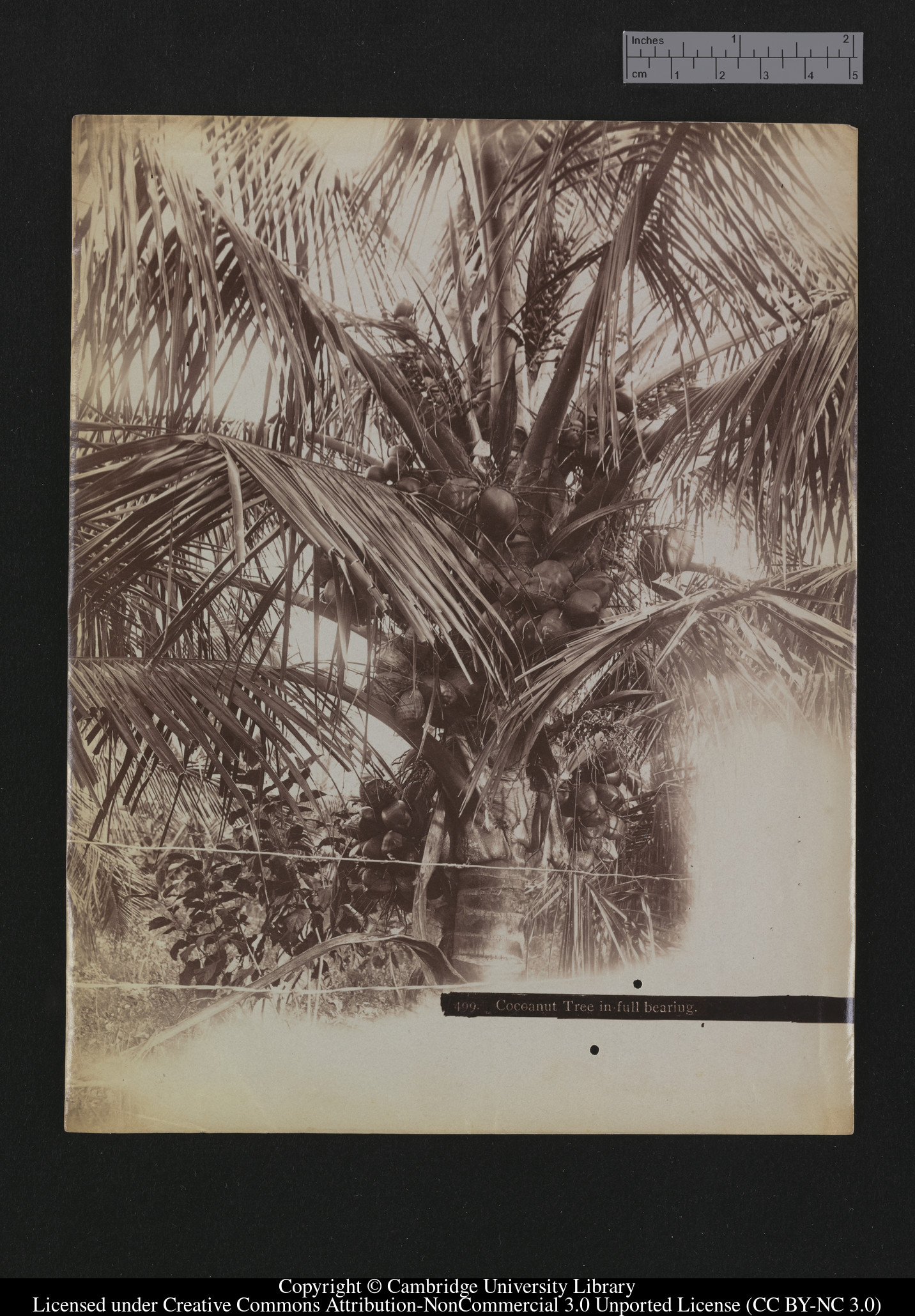 Cocoanut  [i.e. coconut] tree in full bearing, 1879 - 1910