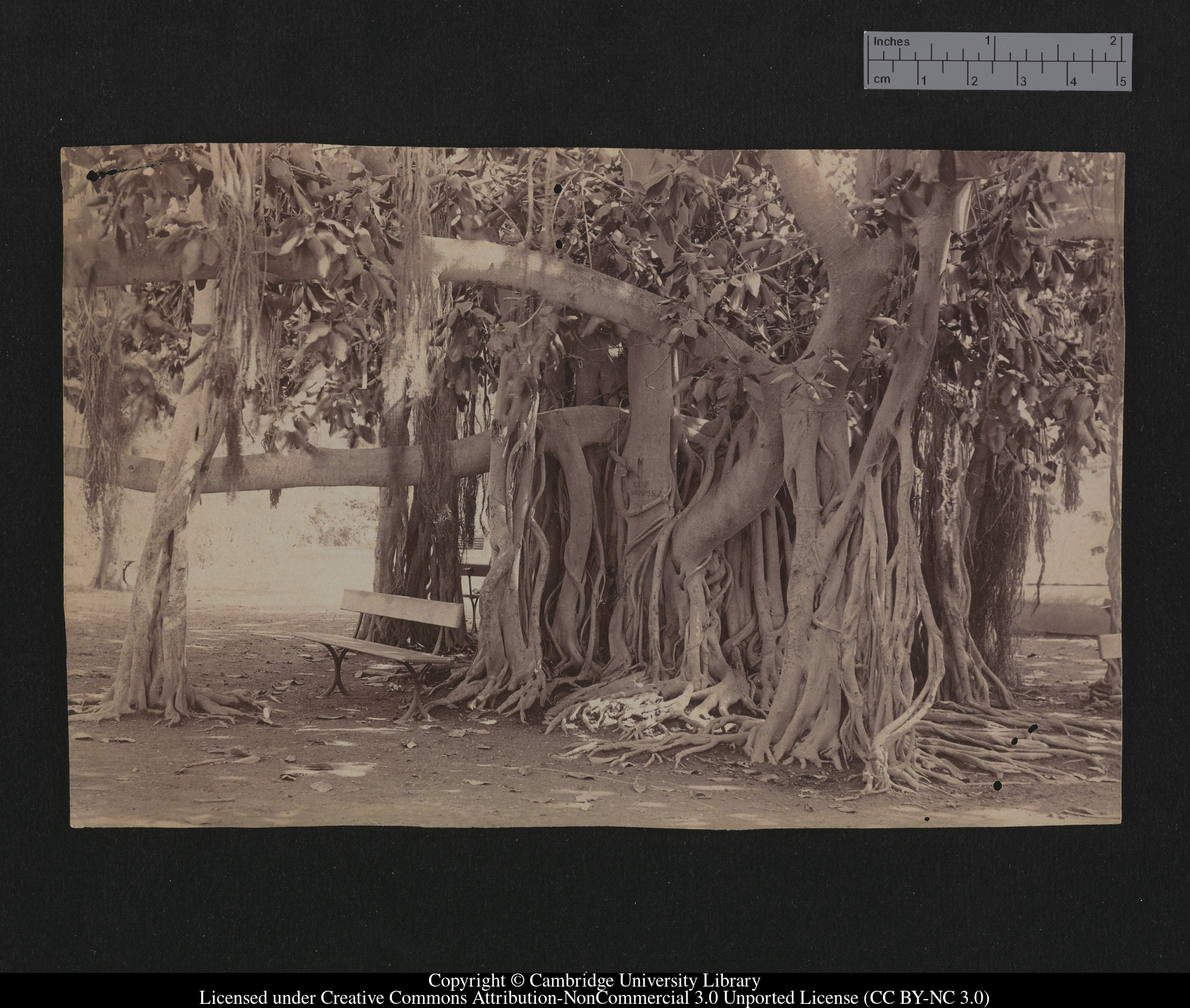 [A banyan tree, Jamaica], 1895 - 1913