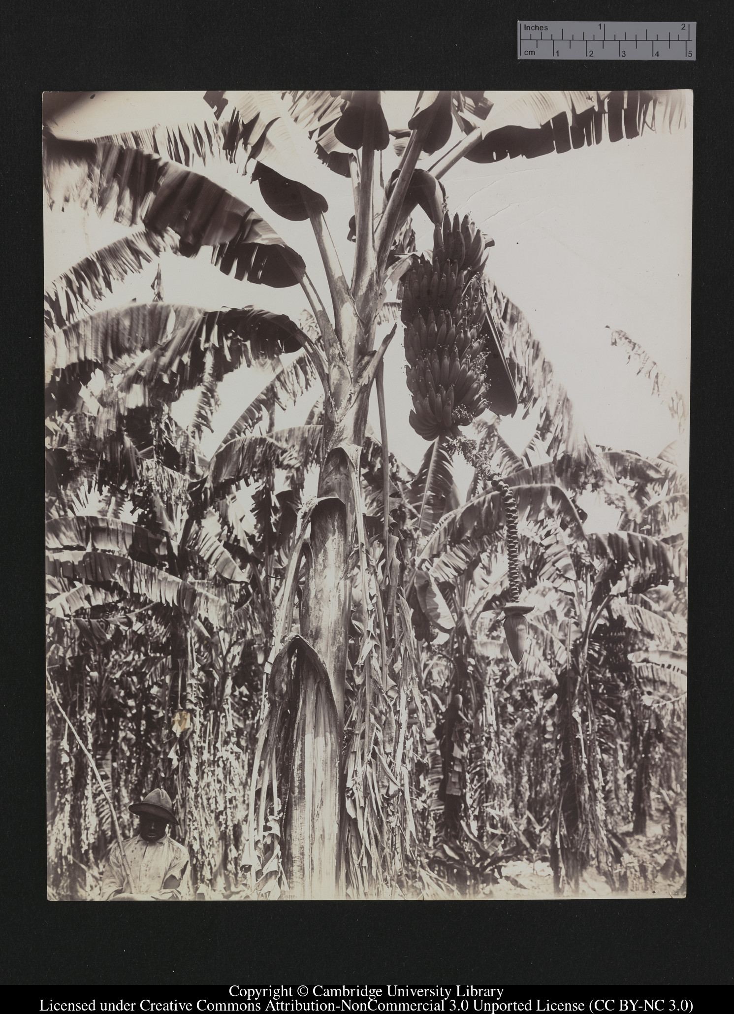 [Banana plantation, Jamaica], 1879 - 1913