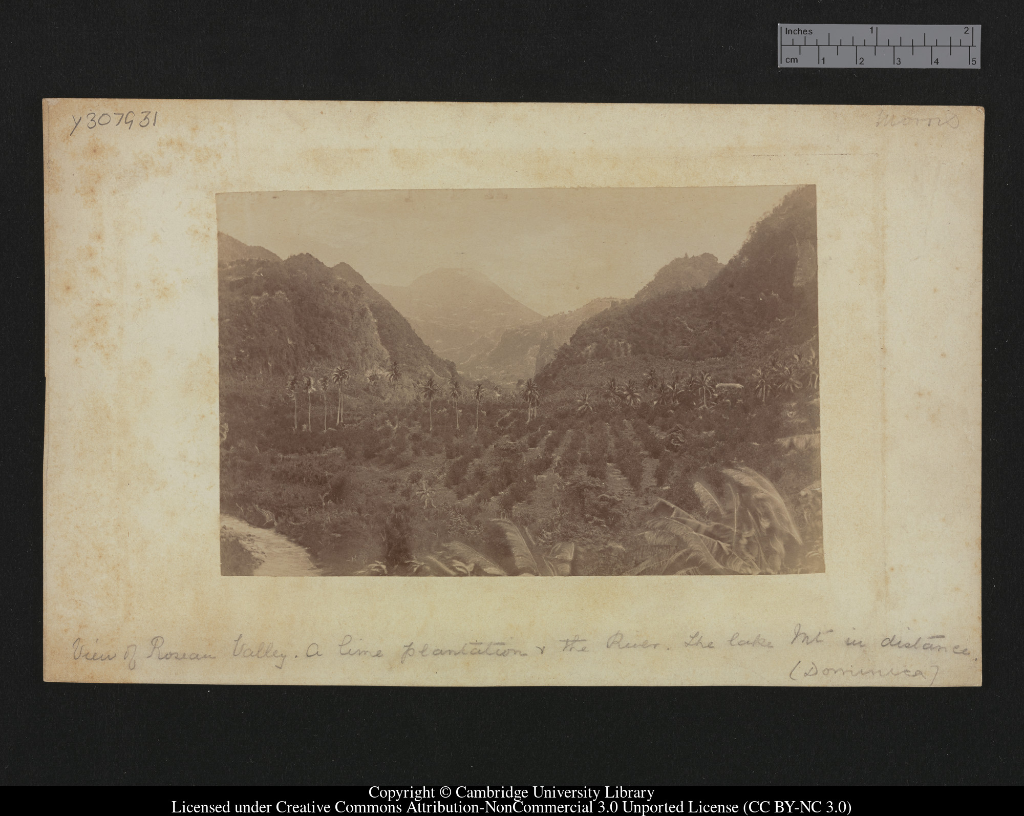 View of Roseau Valley, a lime plantation and the river.  The Lake Mountain in the distance (Dominica), 1879 - 1913