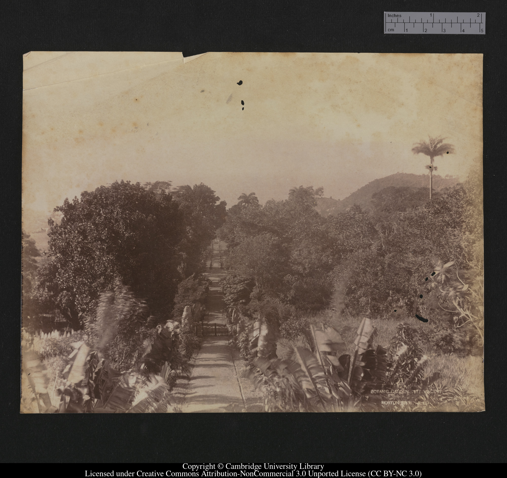 Botanic Garden, St Vincent, 1879 - 1887
