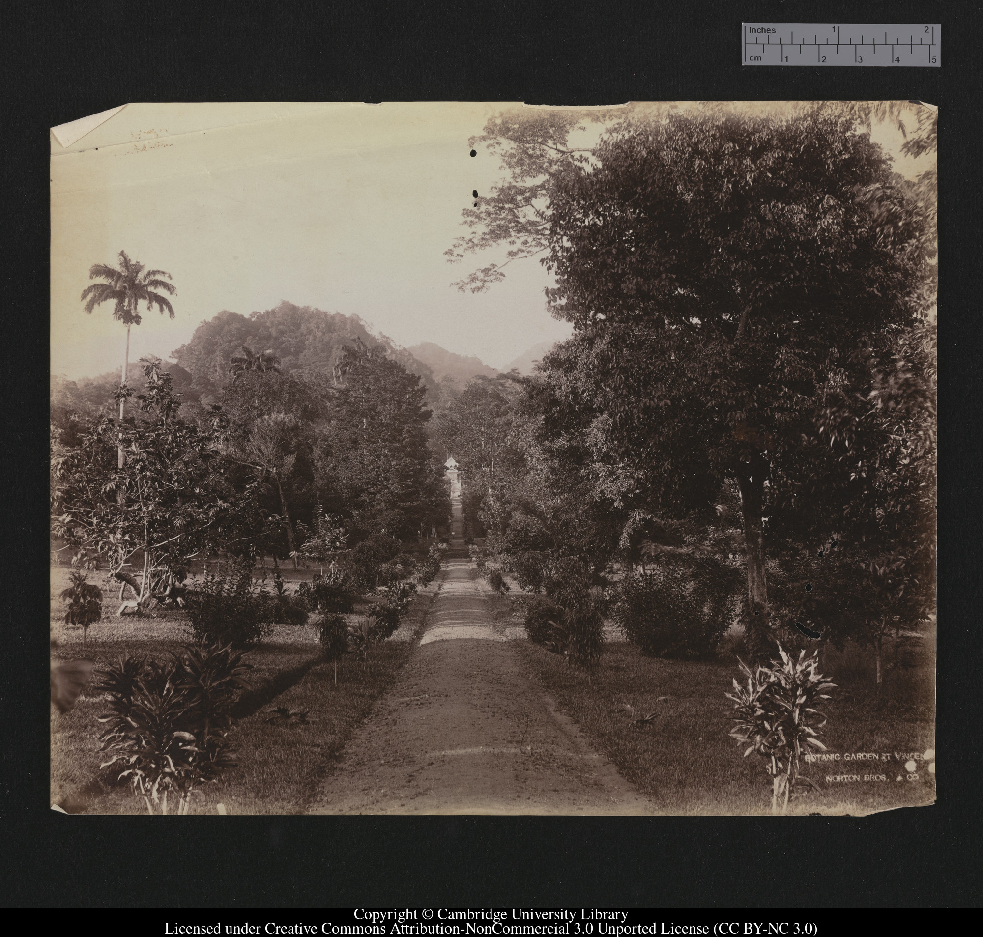 Botanic Garden, St Vincent, 1879 - 1887