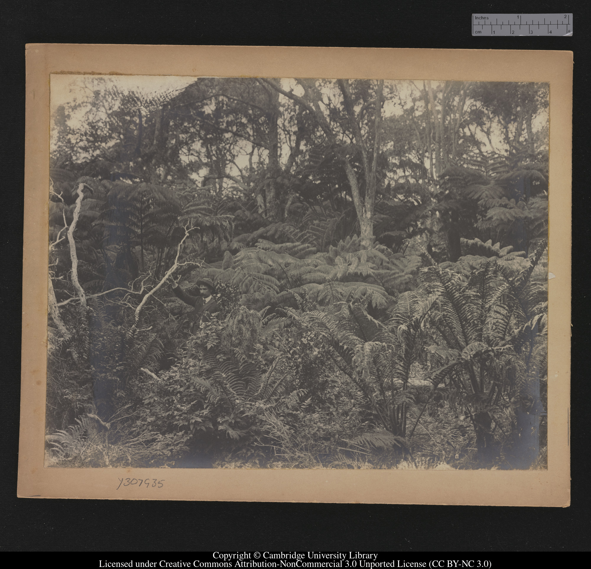 In the fern forest near the Volcano House, Kilauea, Hawaii, 1904, 1904