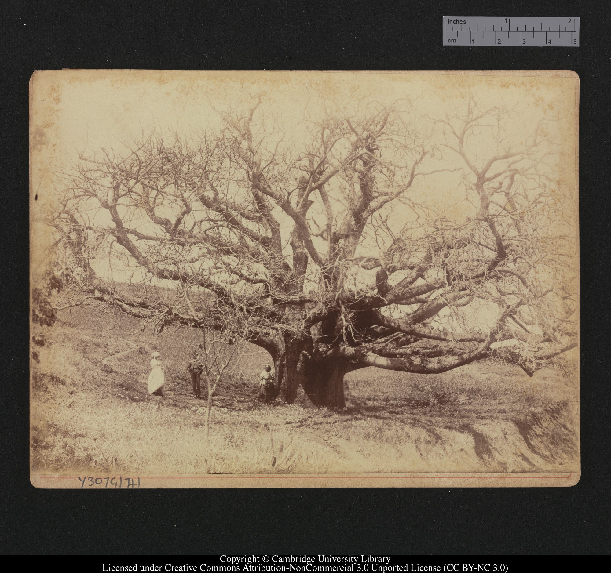 Tree on road to San Mateo, 1879 - 1913