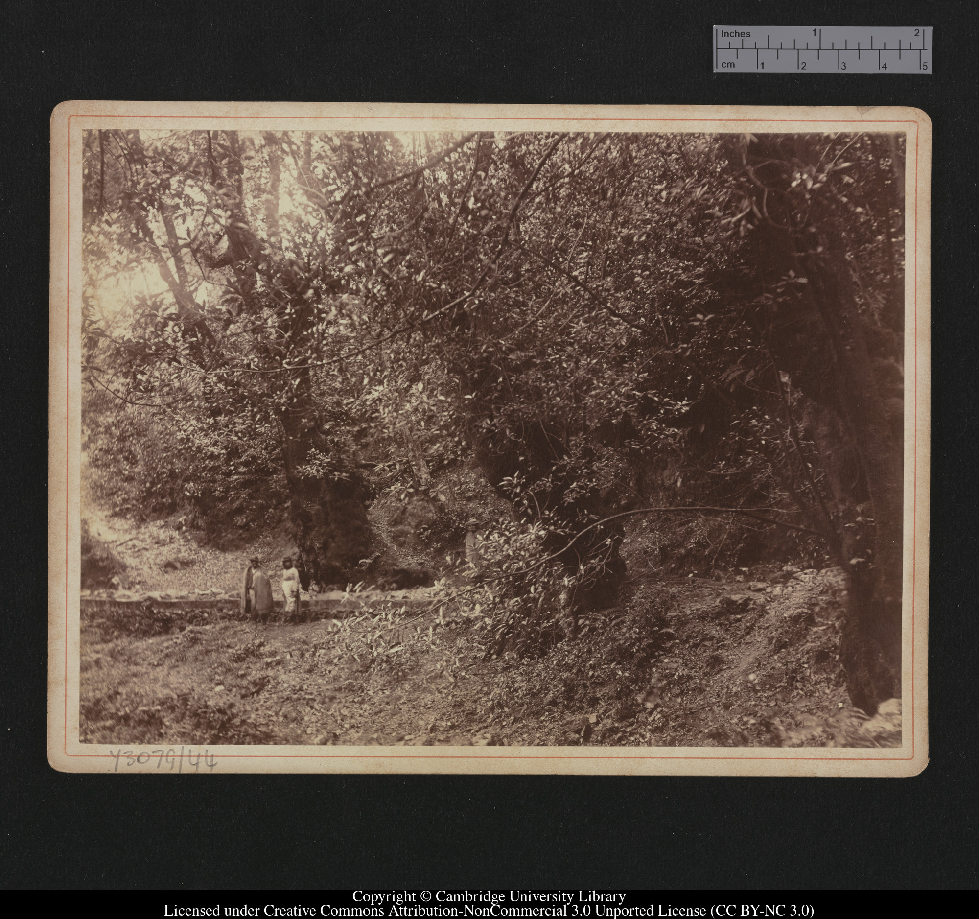 [Couple standing beneath trees], 1879 - 1913
