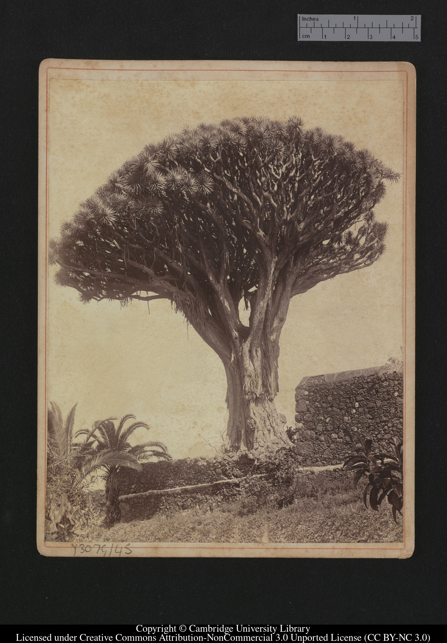 [Dragon tree], 1879 - 1913