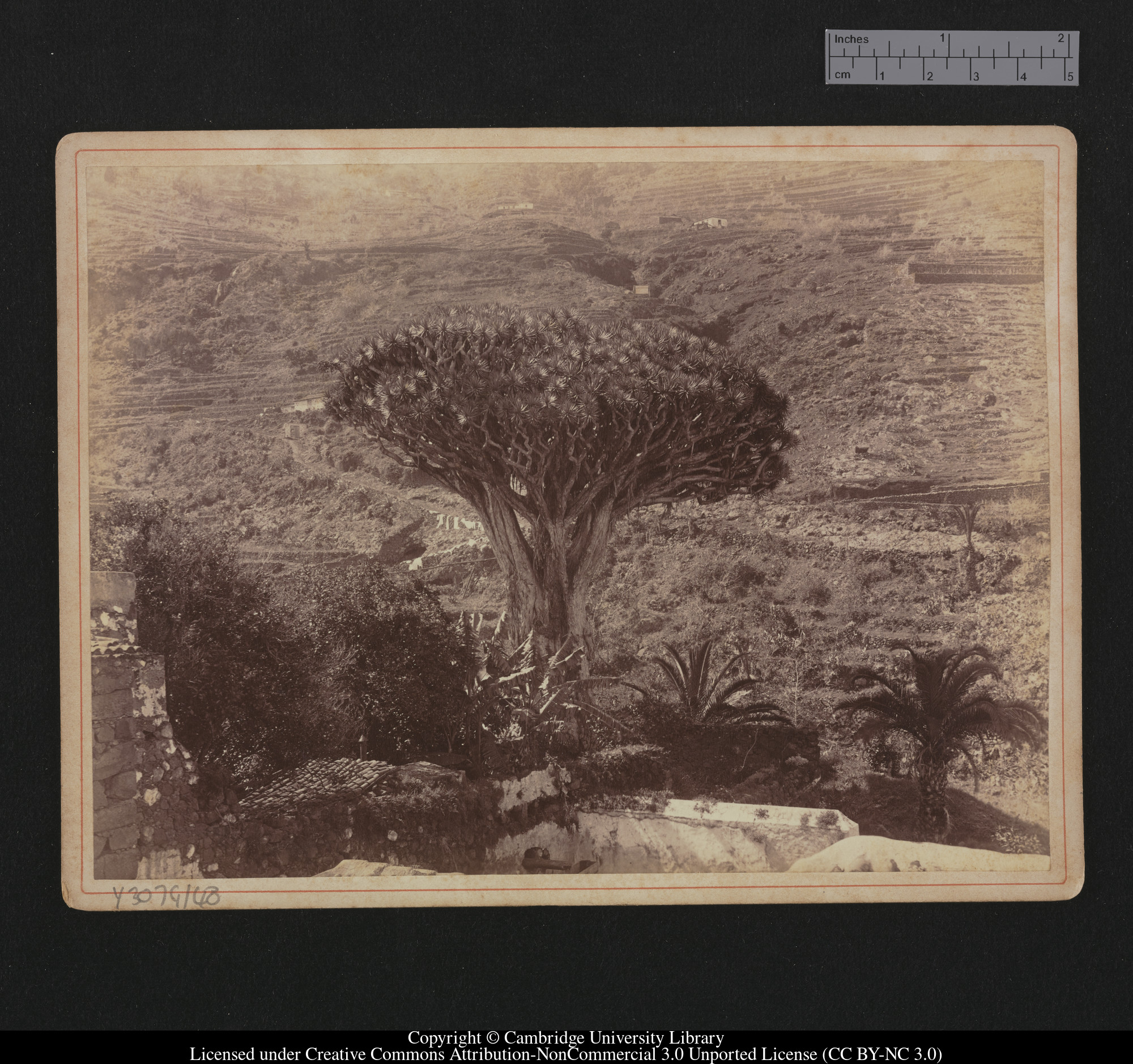 [Dragon tree], 1879 - 1913