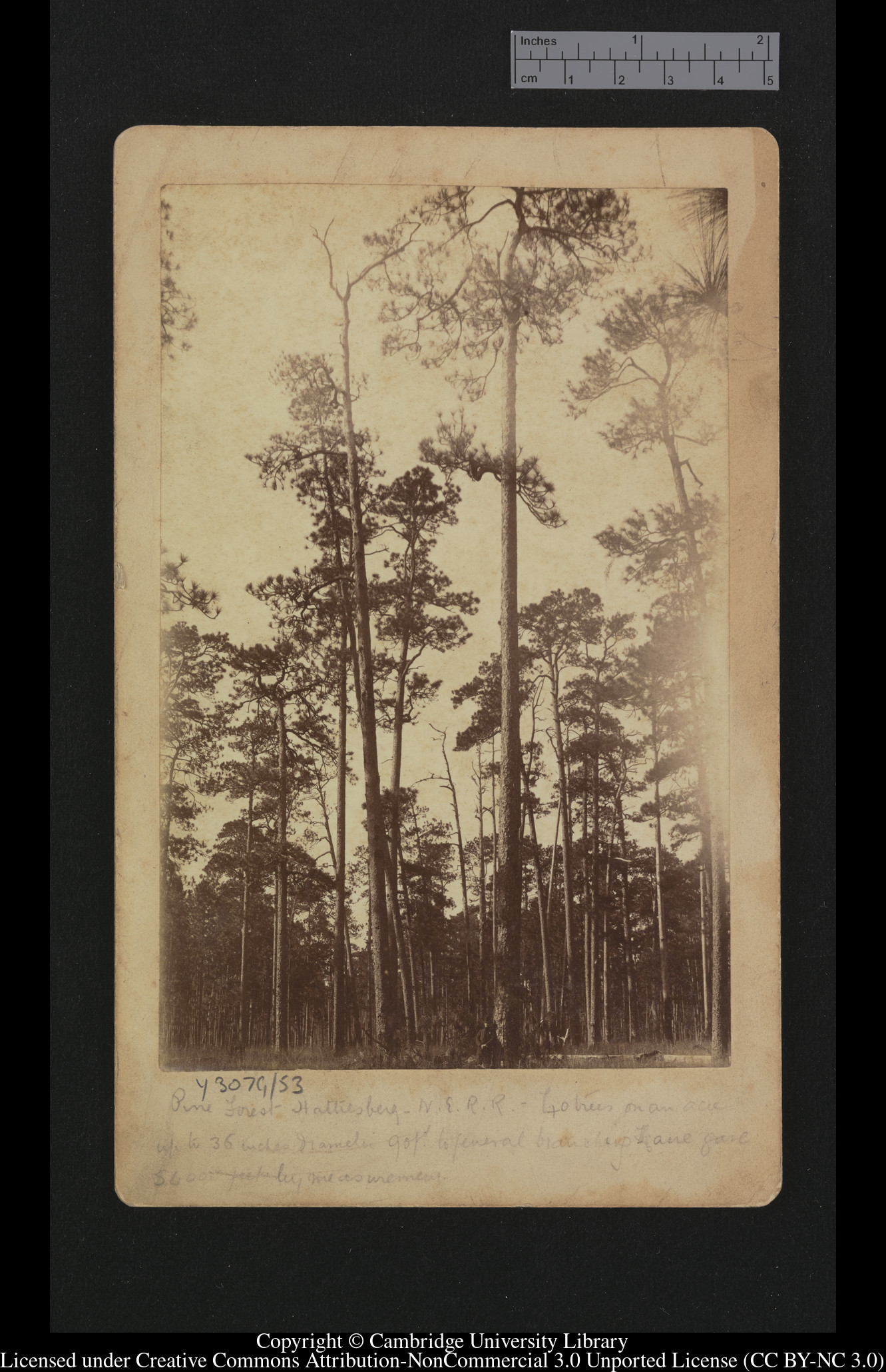 Pine Forest, Hattiesberg [Hattiesburg], 1879 - 1913