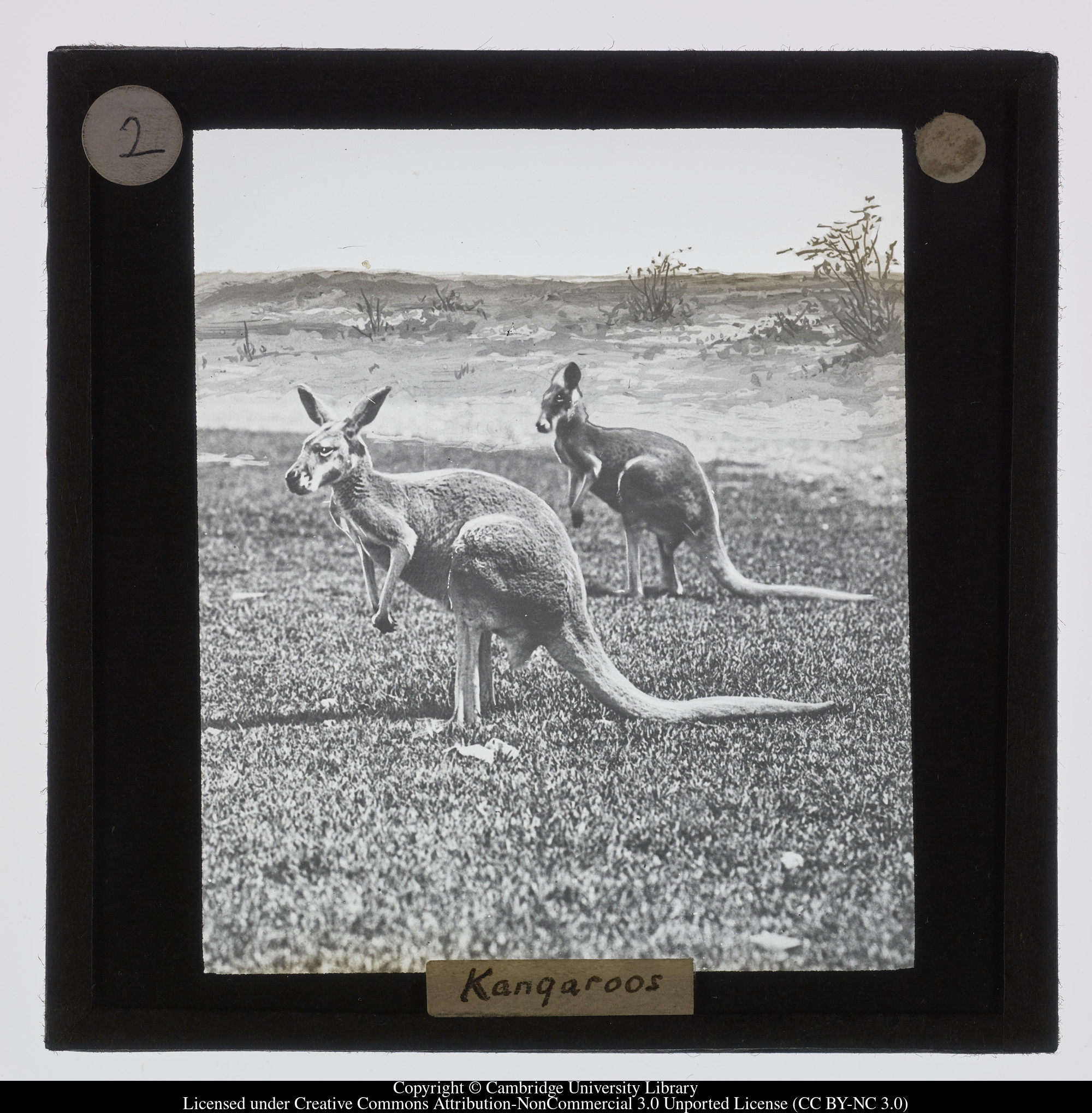 Kangaroos, 1900 - 1940