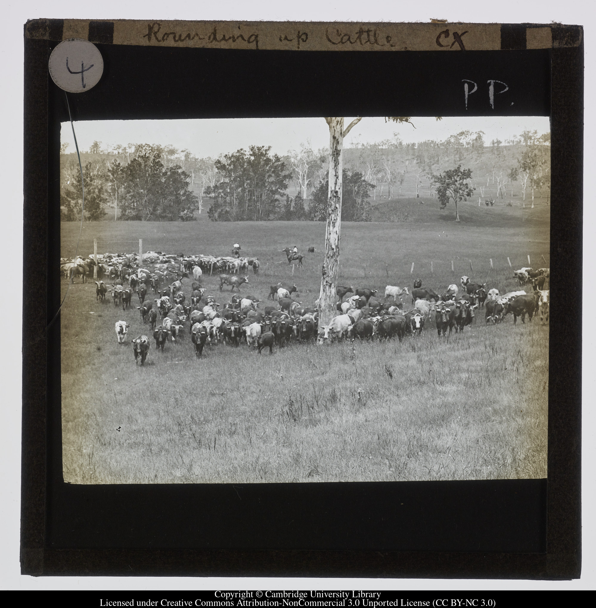 Rounding up cattle, 1900 - 1940