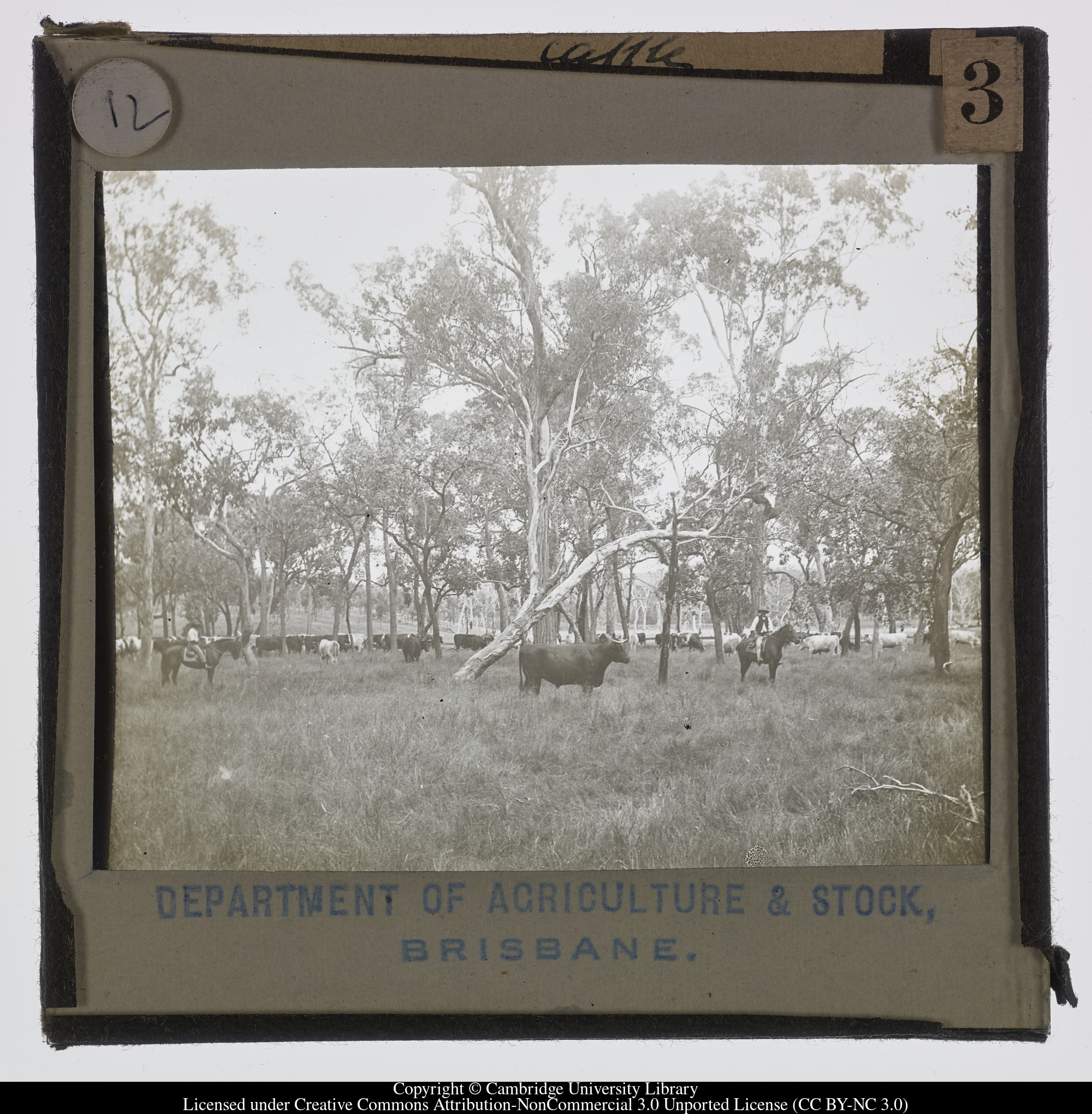 Cattle, 1900 - 1940