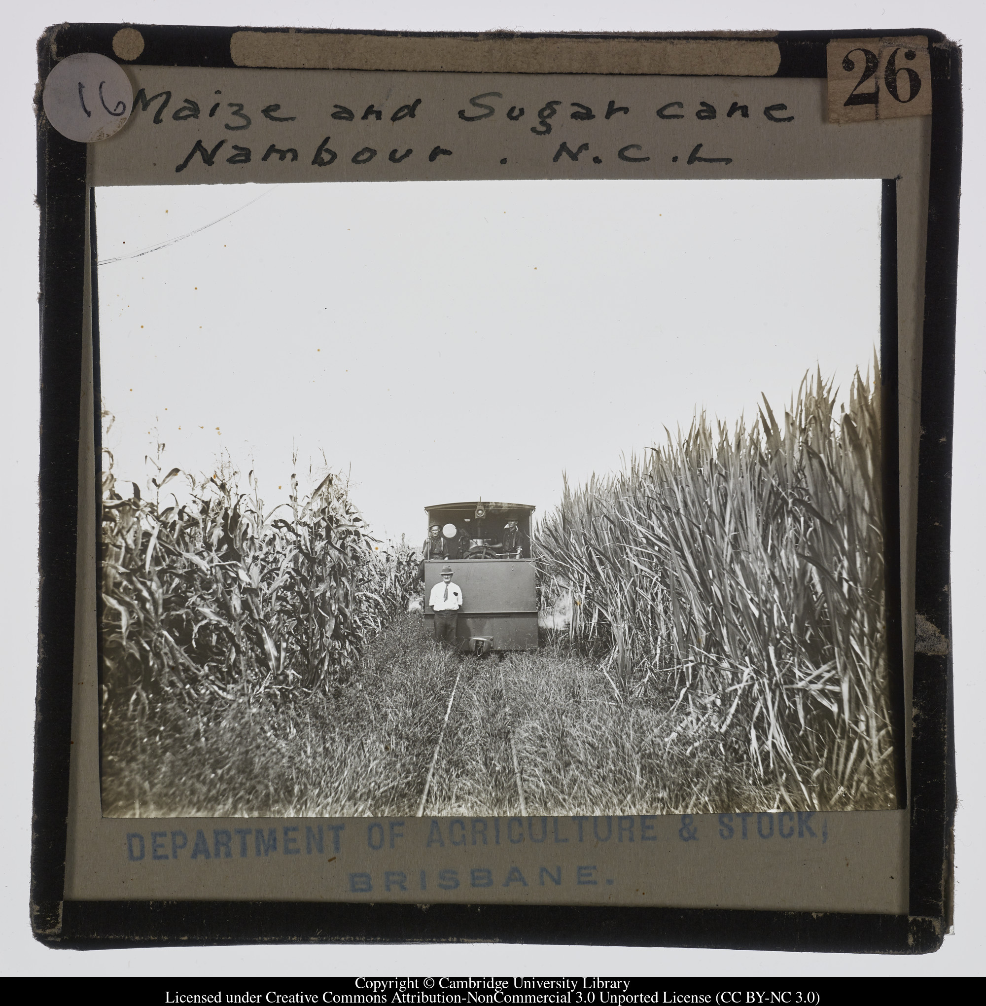 Maize and Sugar Cane, Nambour, N.C.L., 1900 - 1940