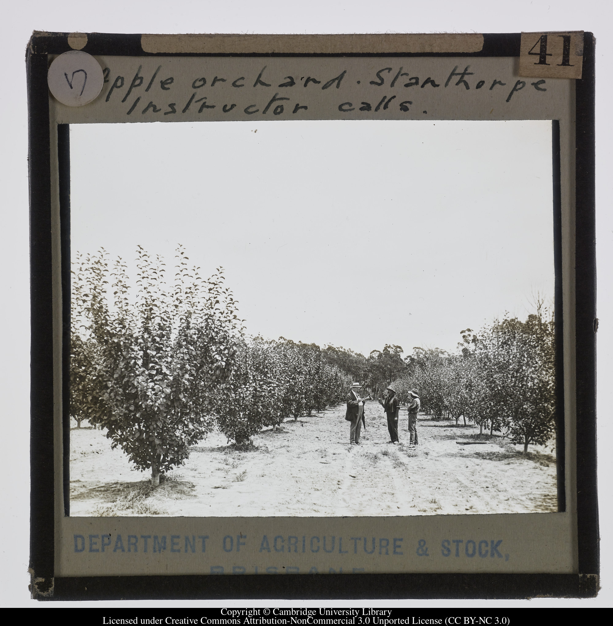 Apple Orchard, Stanthorpe. Instructor calls, 1900 - 1940