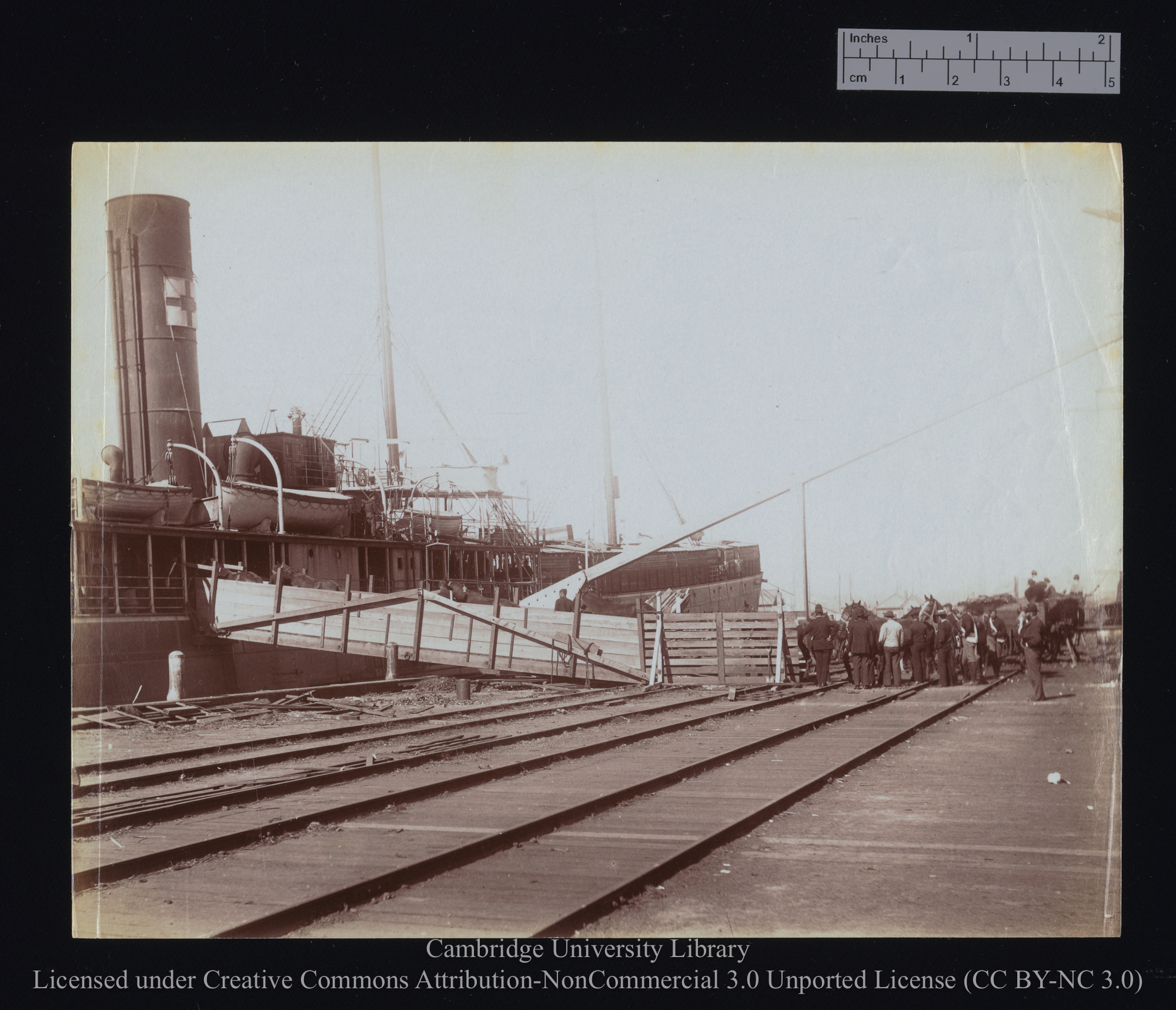 [Horses being sent up the gangway], 1899 - 1901