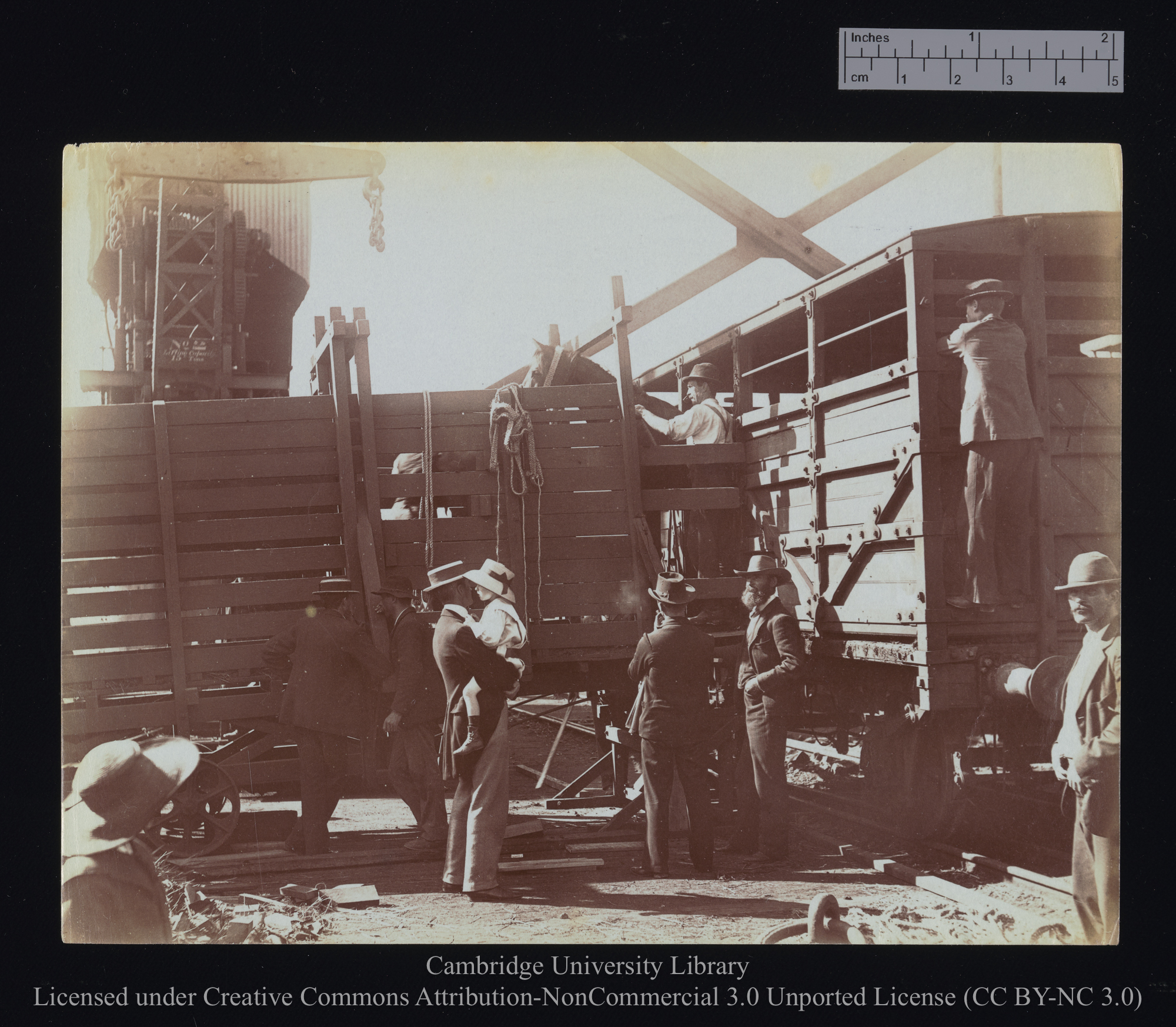 [Closer view of gangway with horse being led from the trunk on to it], 1899 - 1901