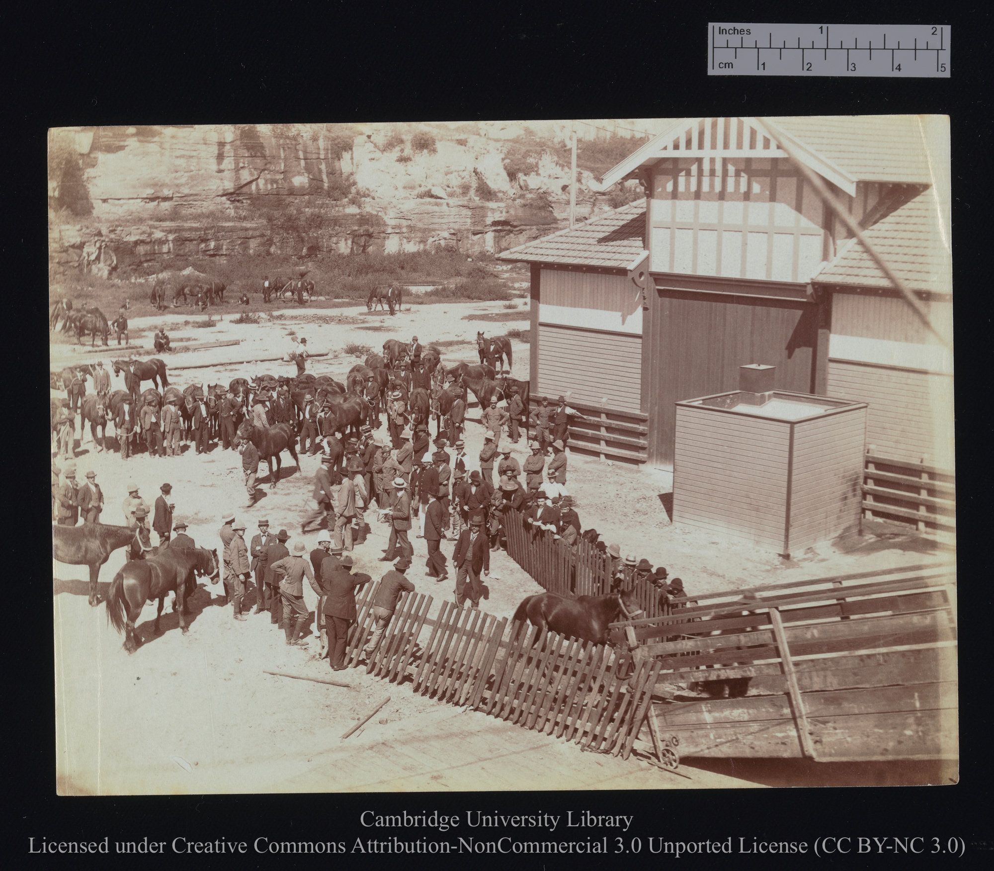 [Horses being driven between hurdles to gangway; view of the quayside looking down from the ship], 1899 - 1901