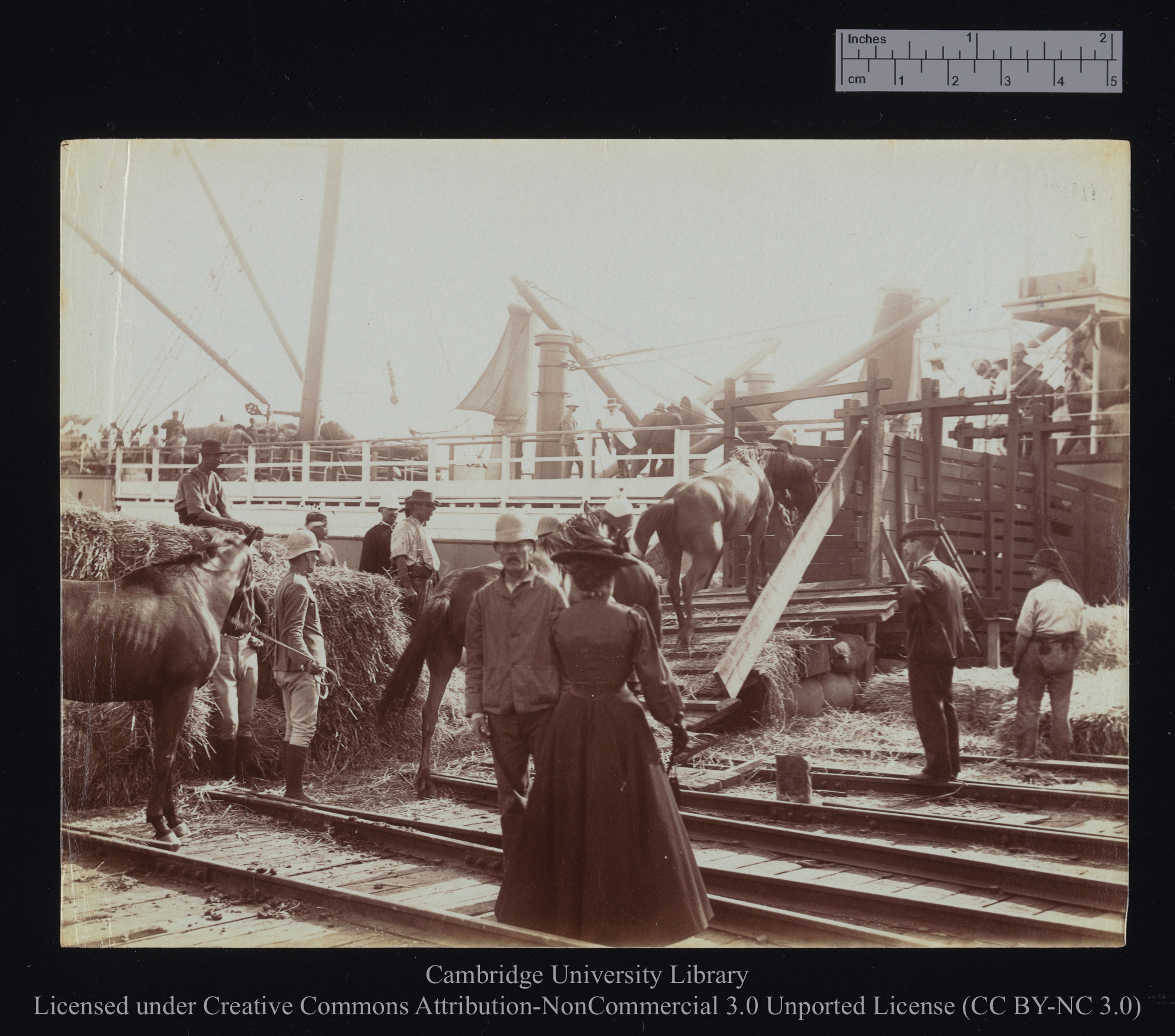 [Horses ascending gangway, seen from the shore], 1899 - 1901