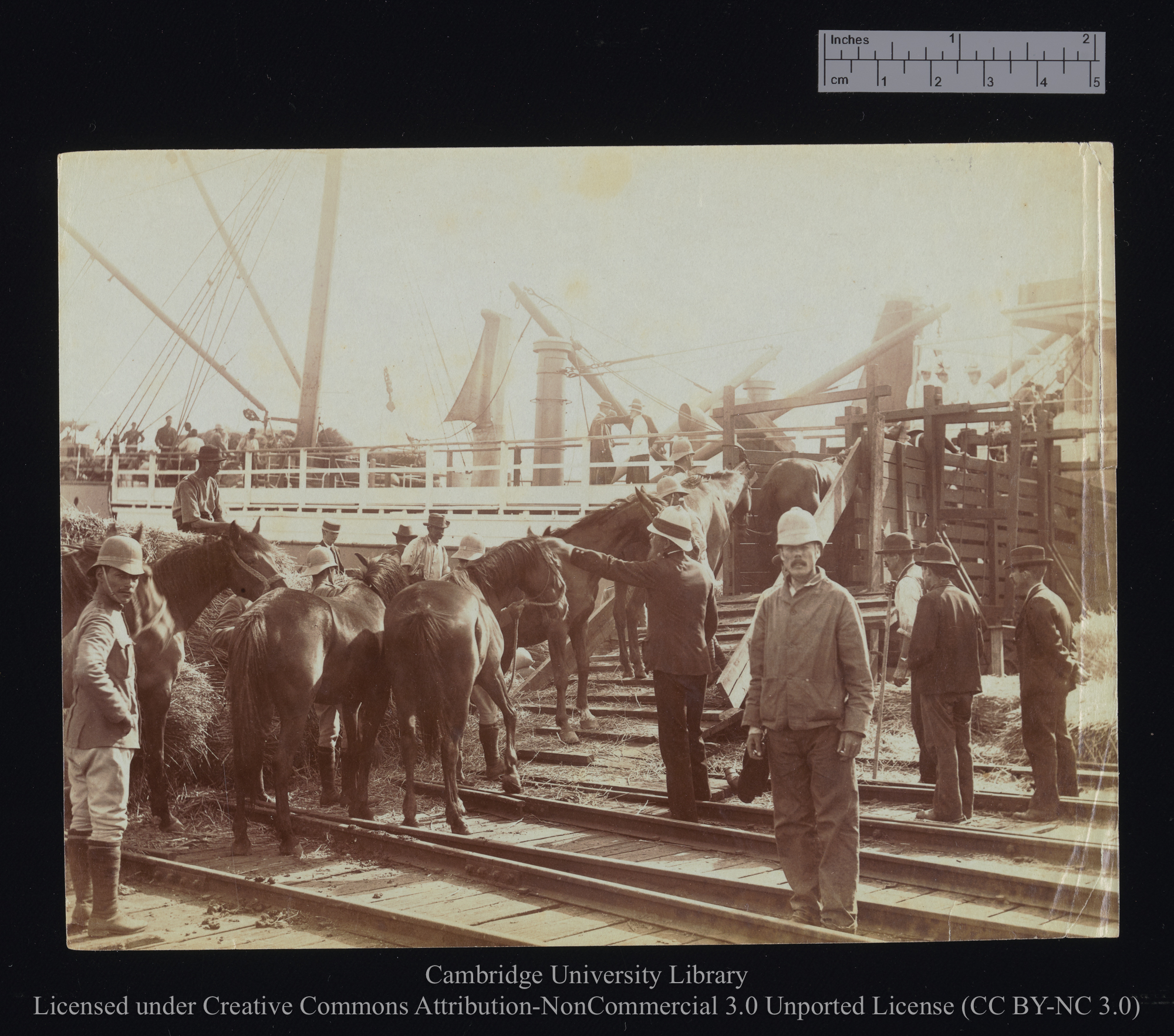 [Horses ascending gangway, seen from the shore], 1899 - 1901