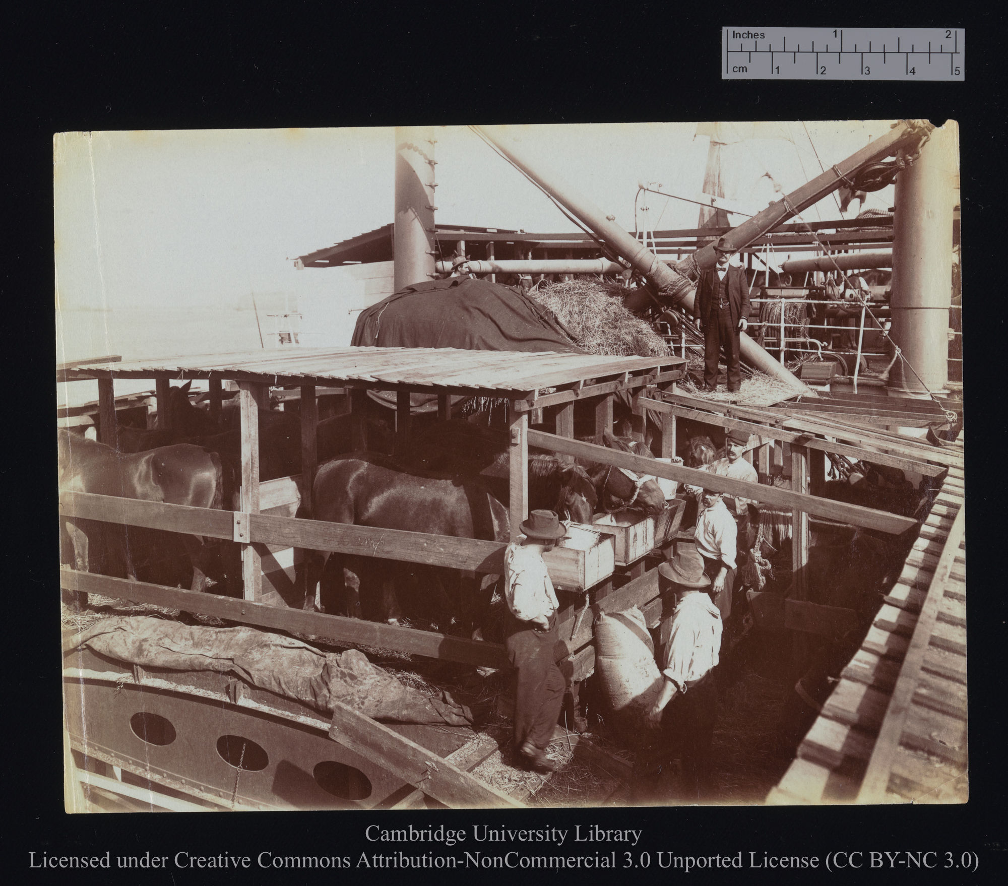 [Horses in central stabling being fed, with men gathered round], 1899 - 1901