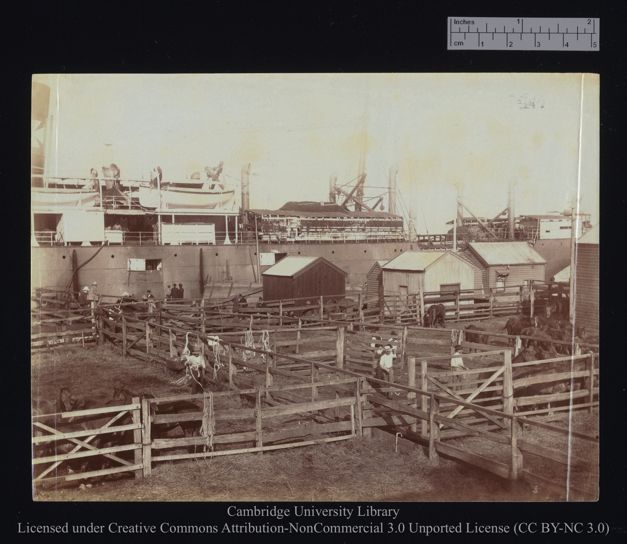 [Horse corrals on shore, with unidentified ship in the background], 1899 - 1901