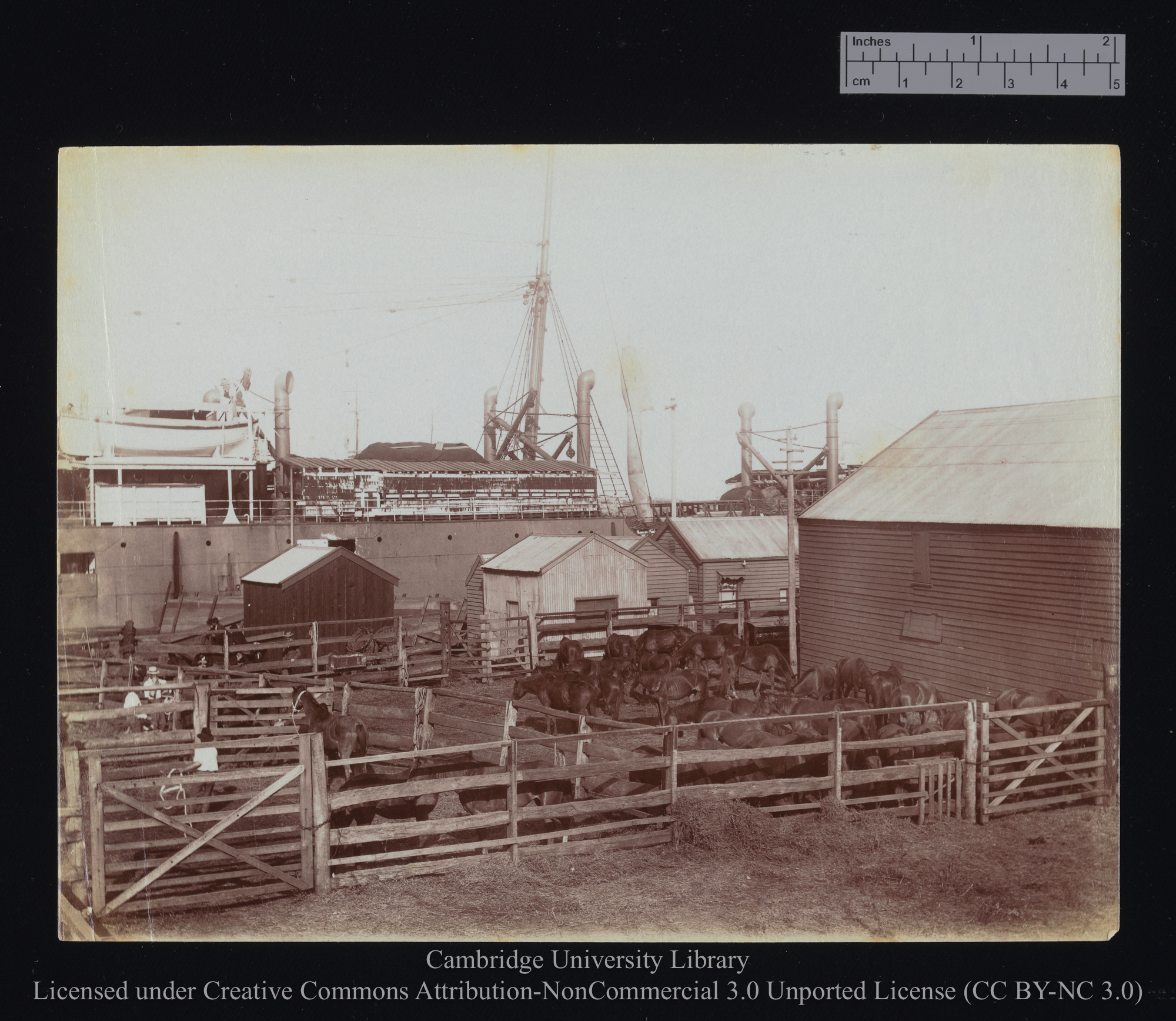 [Horse corrals on shore, with unidentified ship in the background], 1899 - 1901