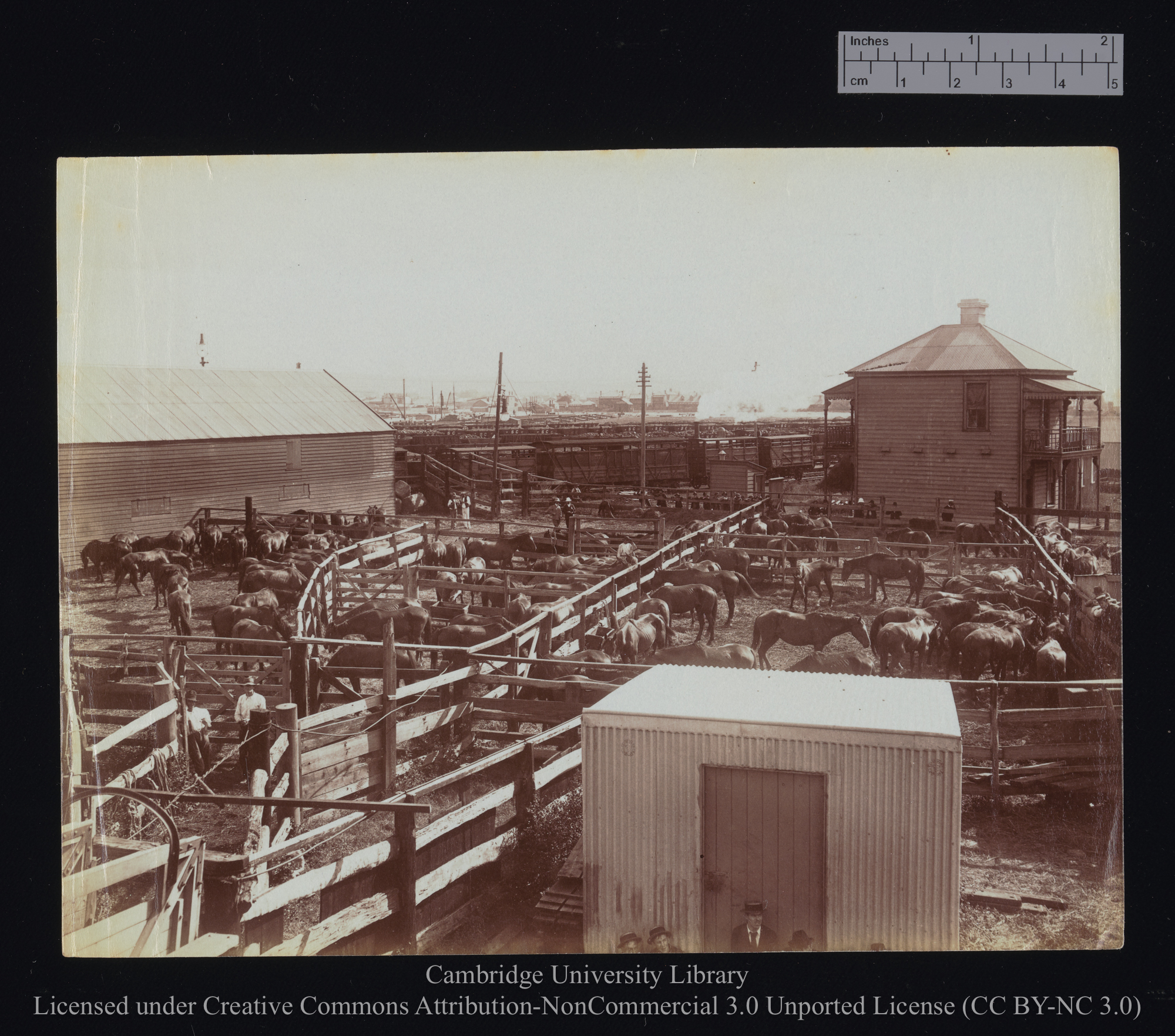 [Horse corrals on shore], 1899 - 1901