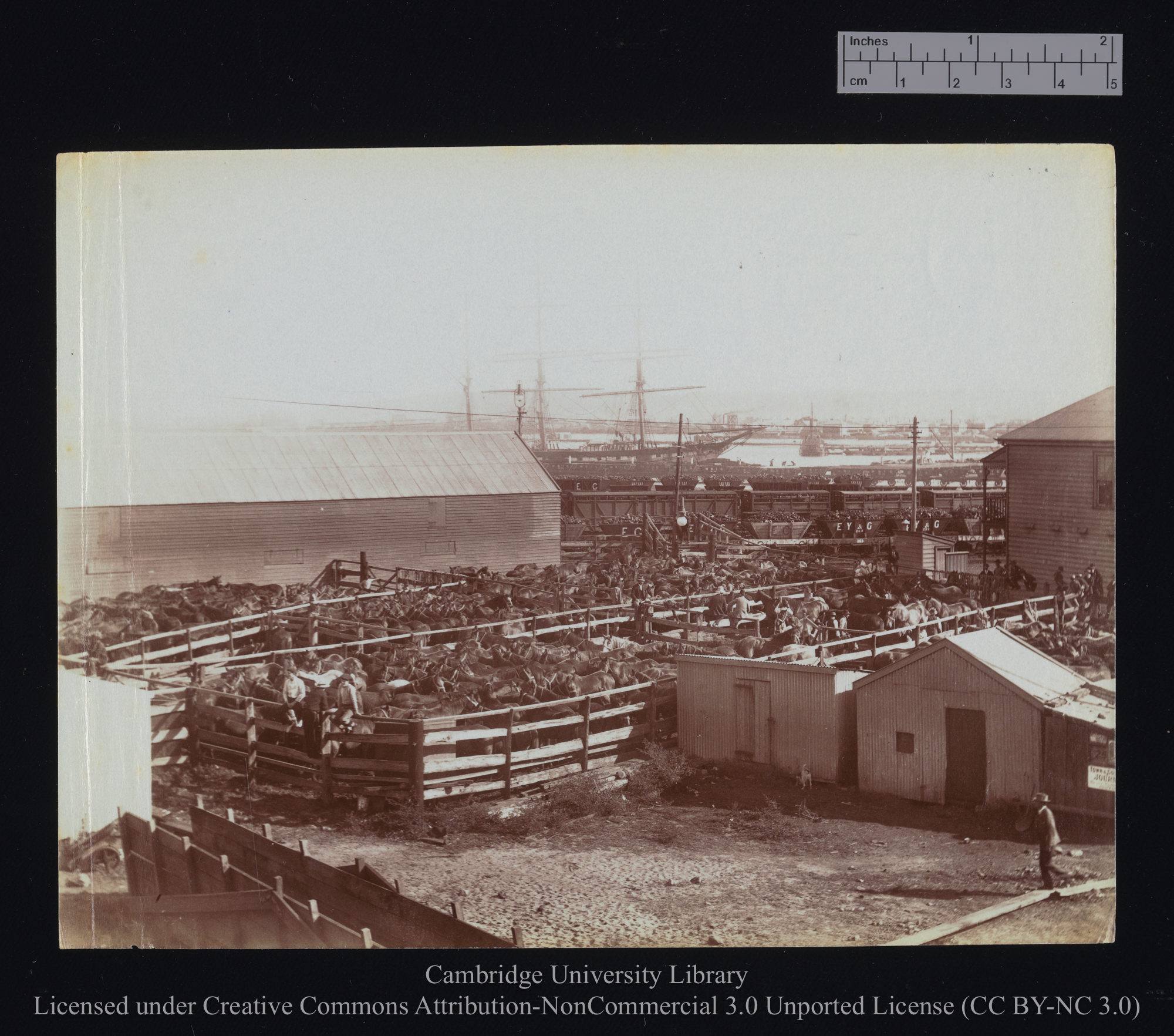 [Horse corrals on shore], 1899 - 1901