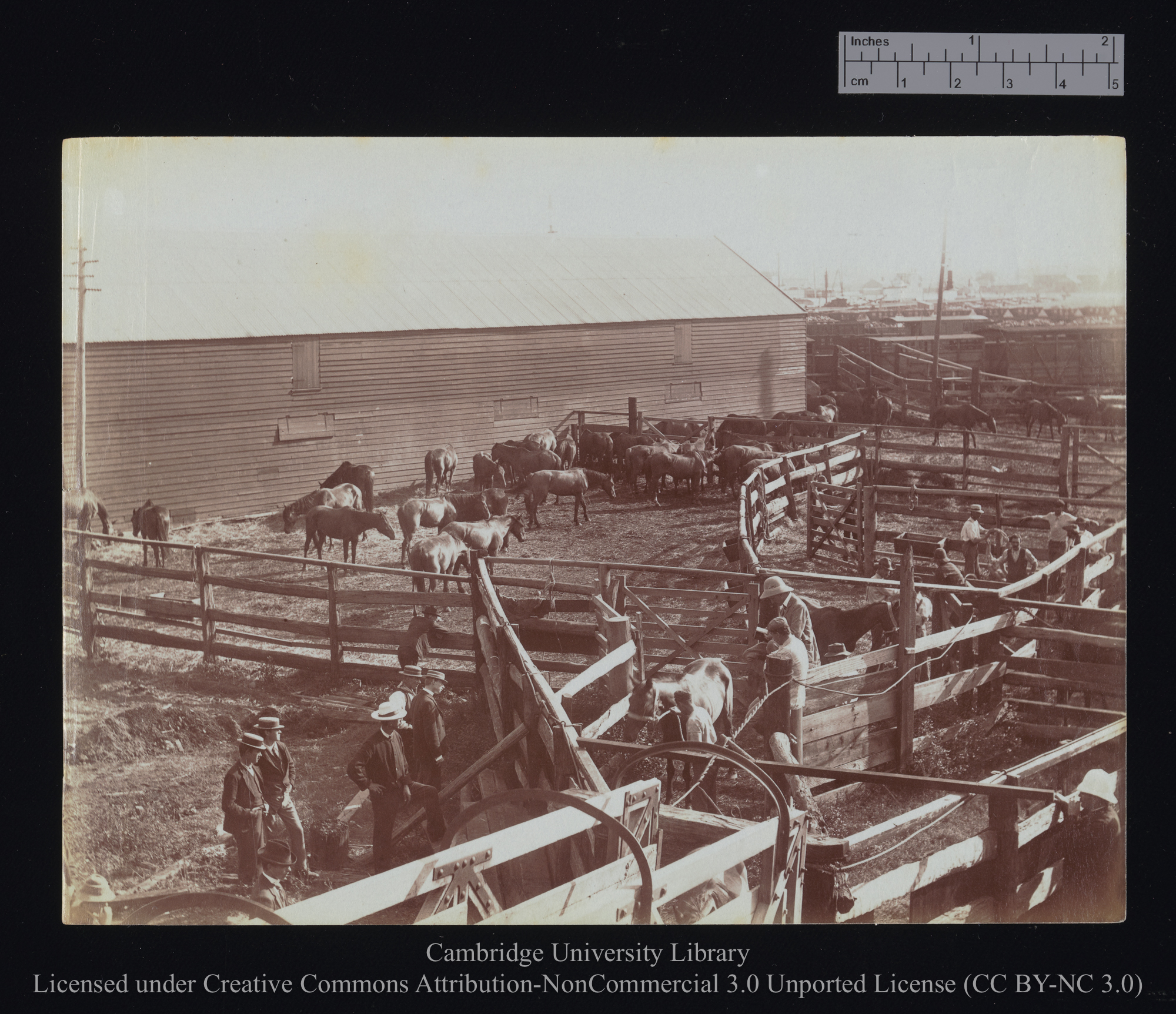 [Horse corrals on shore], 1899 - 1901