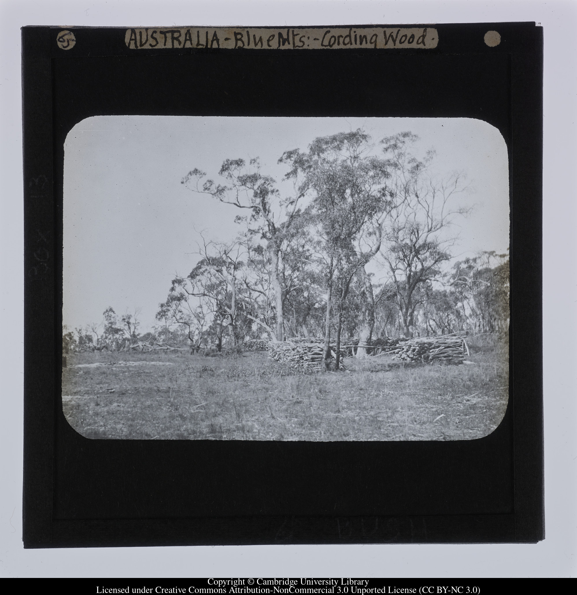 Australia - Blue Mts[i.e. Blue Mountains]  - Cording wood, 1909