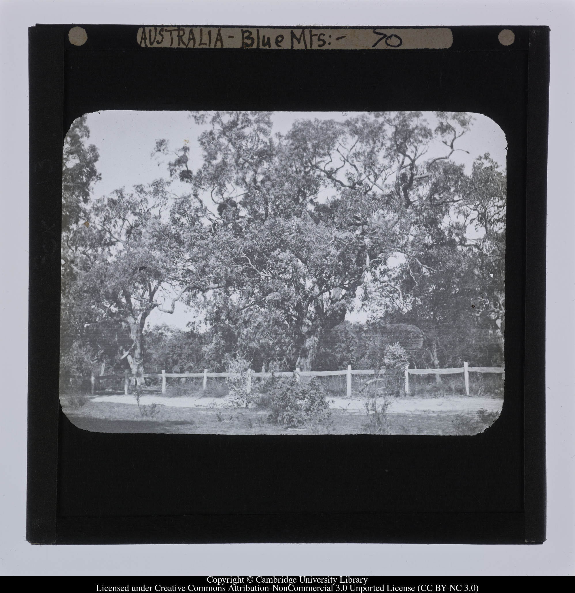 Australia - Blue Mts [i.e. Blue Mountains], 1909