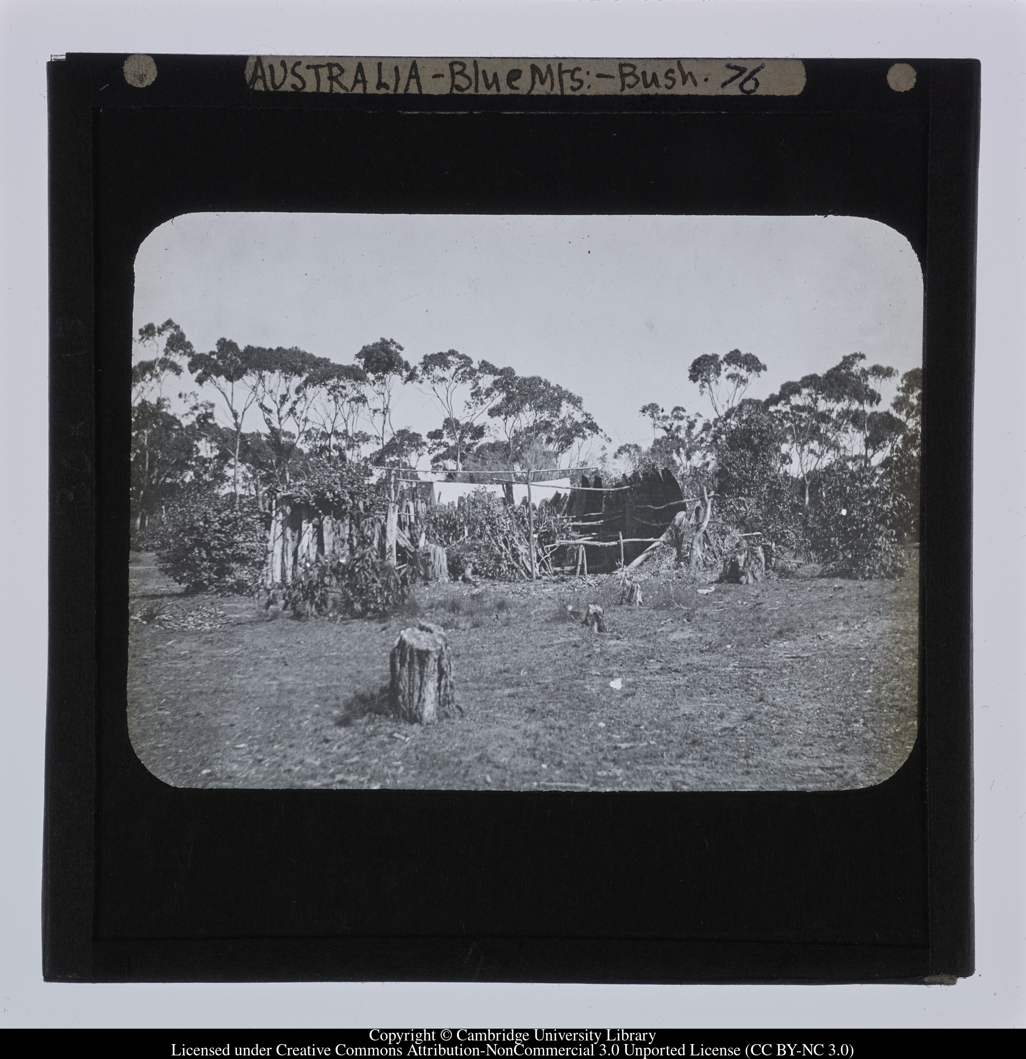 Australia - Blue Mts [i.e. Blue Mountains] - Bush, 1909