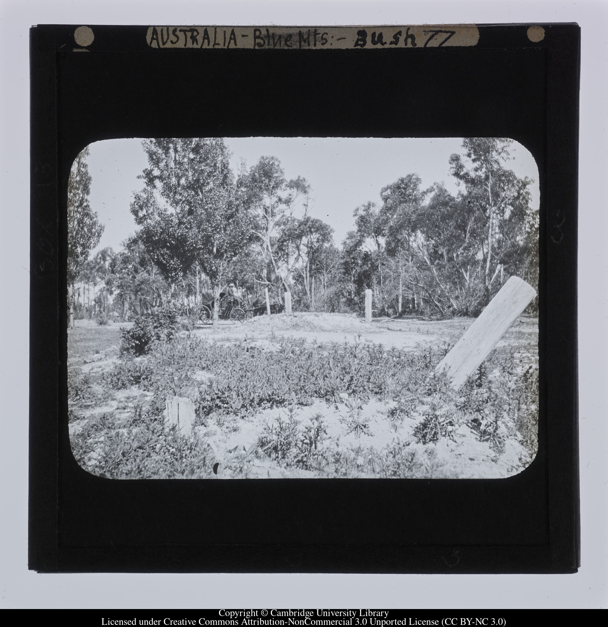 Australia - Blue Mts [i.e. Blue Mountains] - Bush, 1909