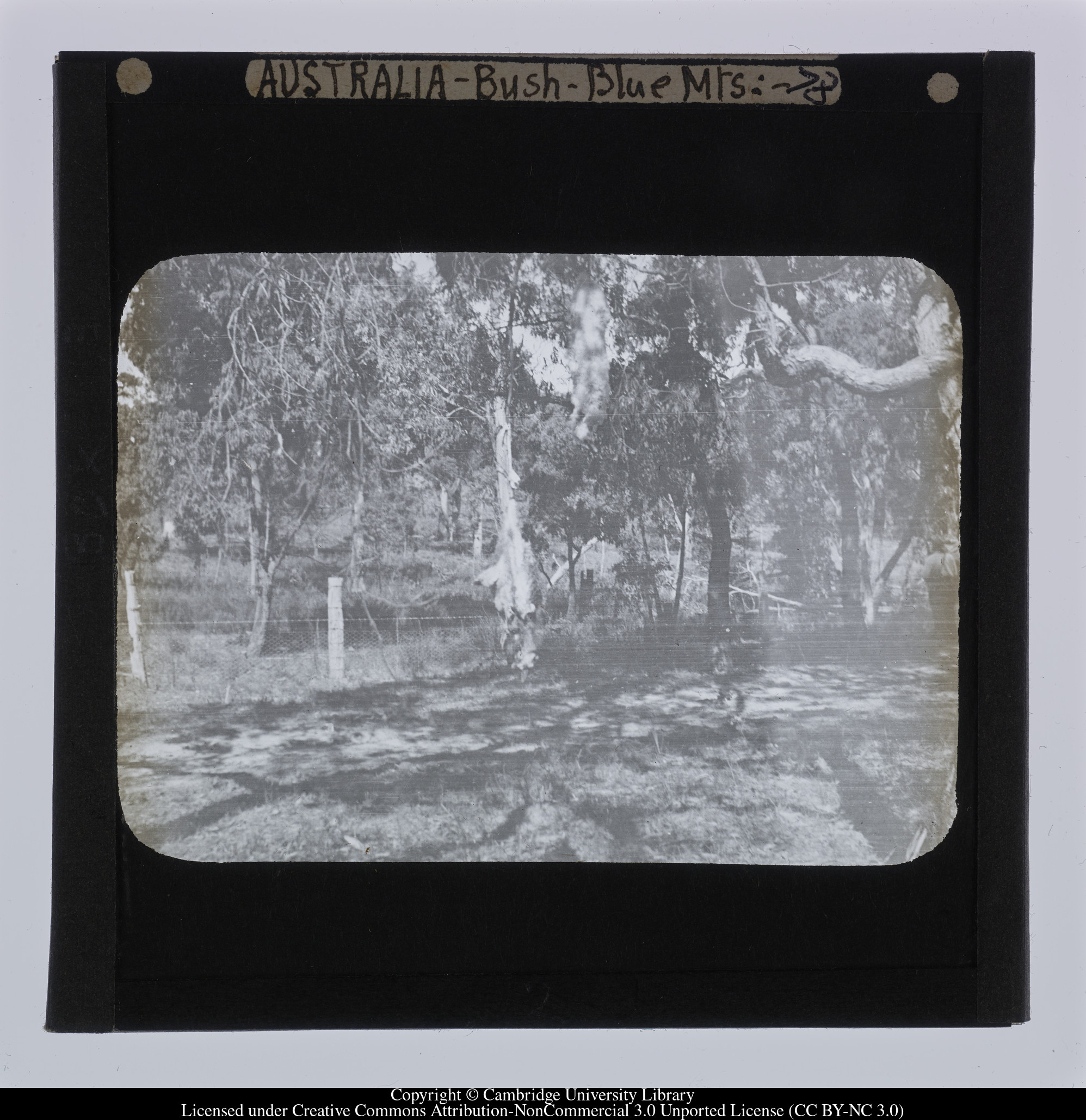 Australia - Bush - Blue Mts [i.e. Blue Mountains], 1909