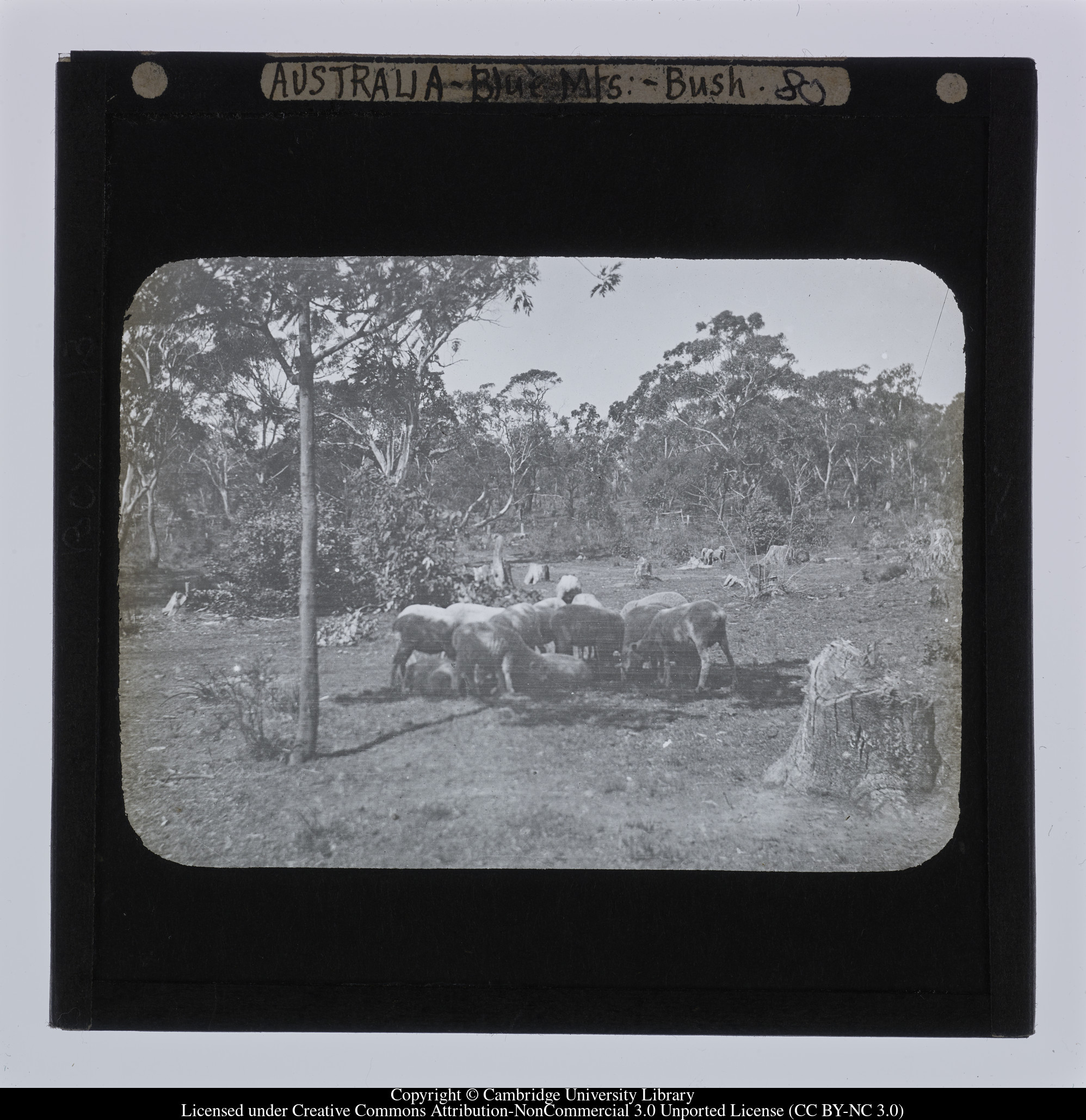 Australia - Blue Mts [i.e. Blue Mountains] - Bush, 1909