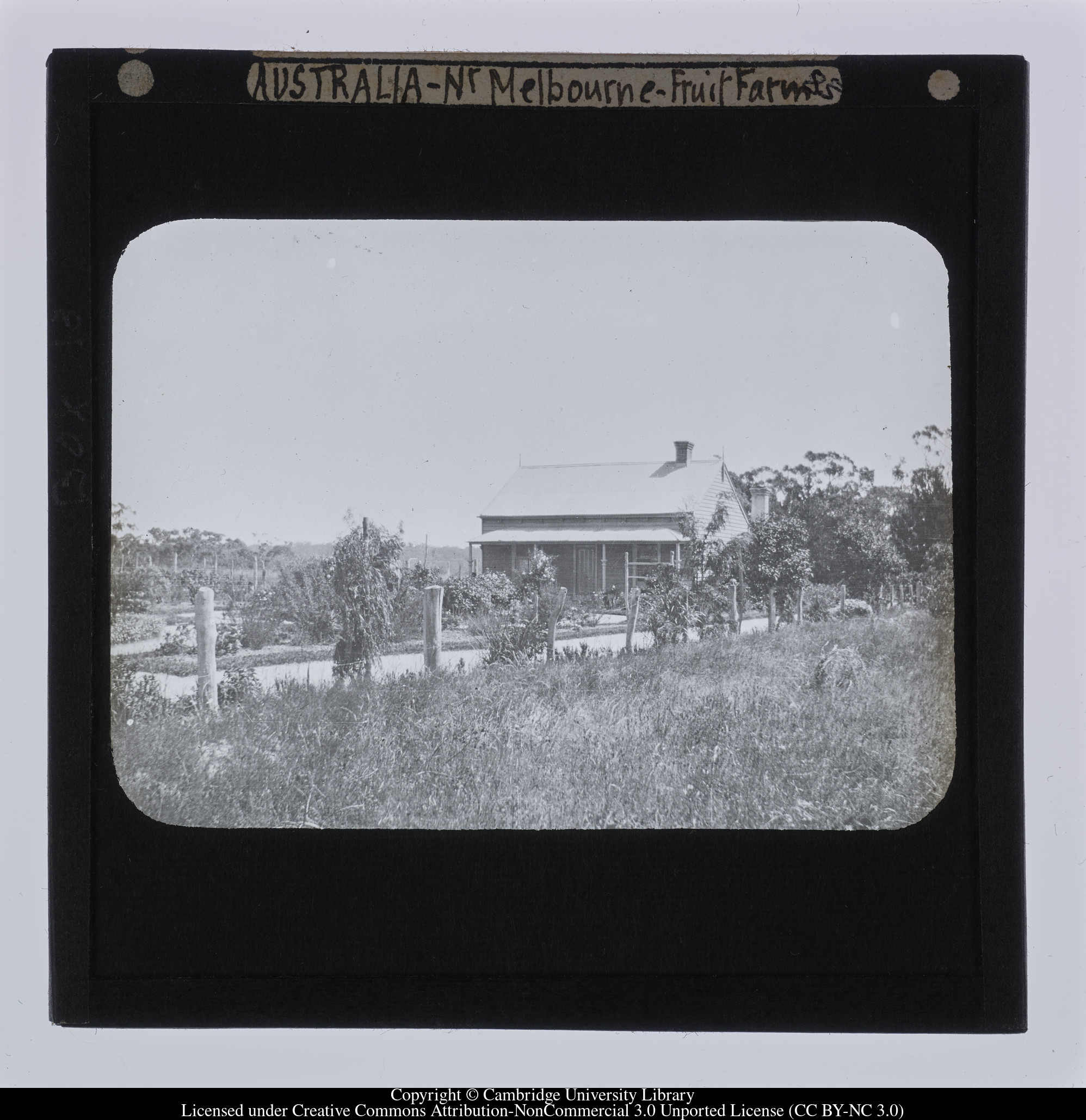 Australia - Nr Melbourne - Fruit farm, 1909