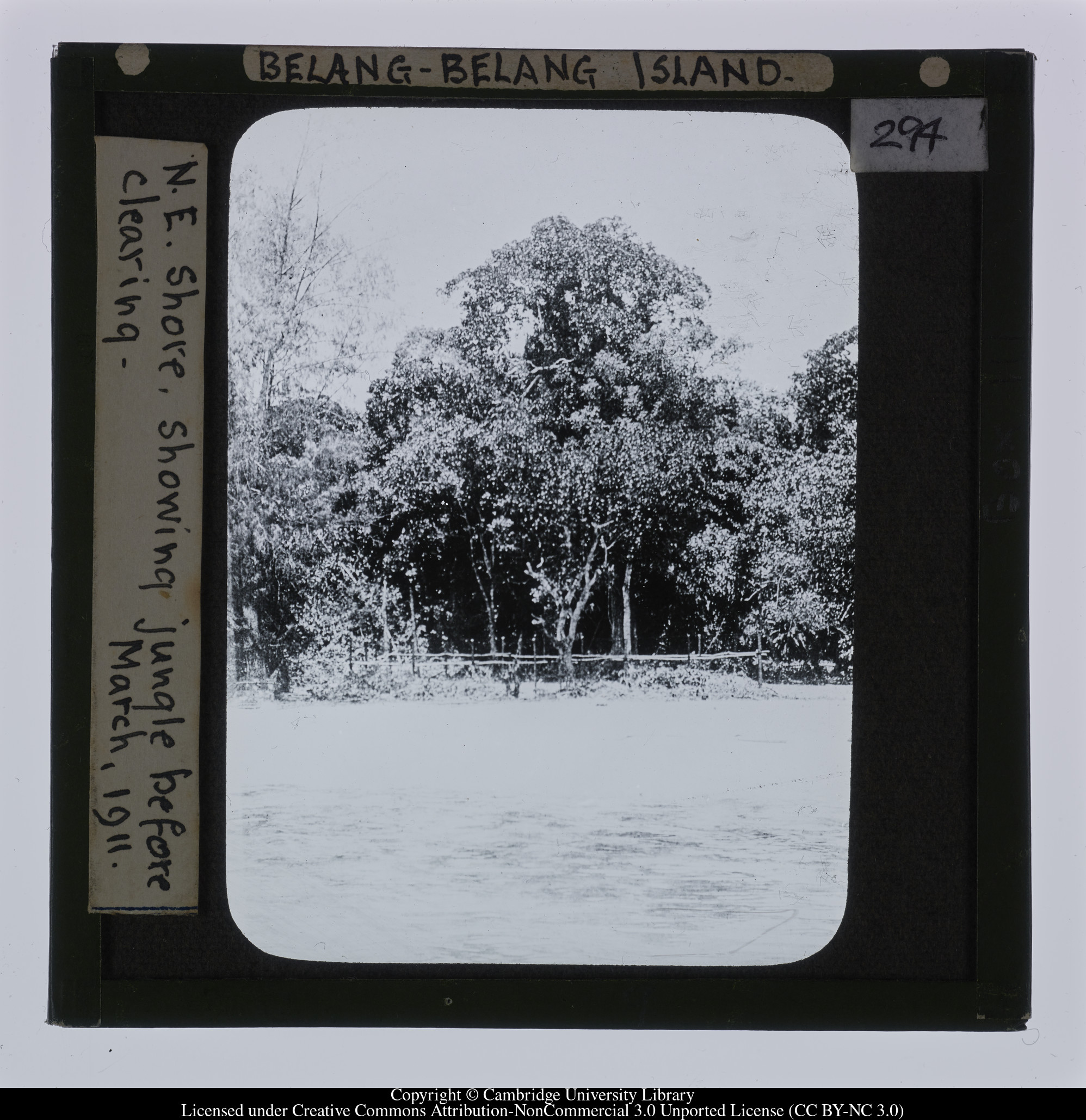 Belang-Belang Island.  N.E. Shore, showing jungle before clearing.  March 1911, 1911-03