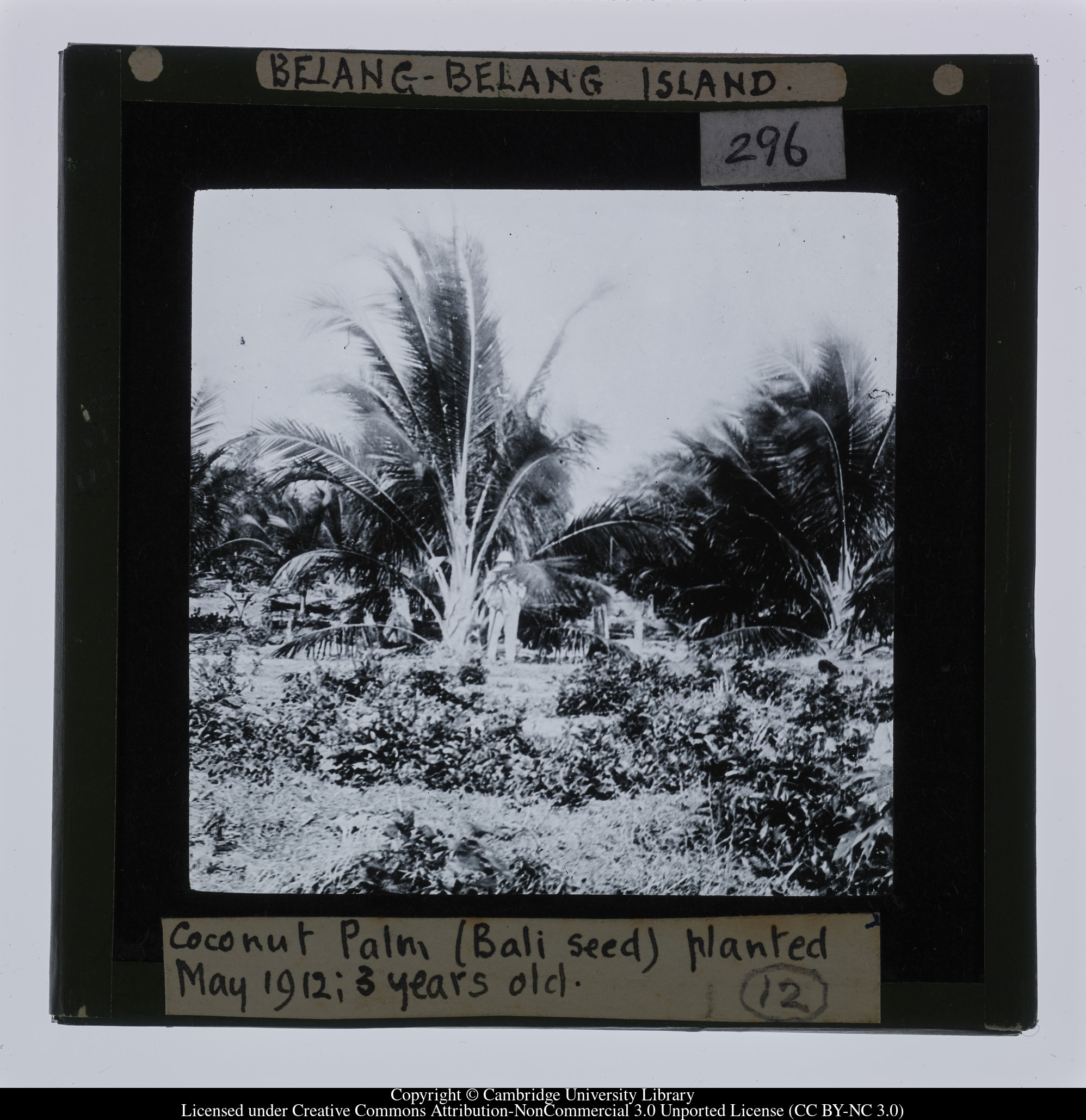 Belang-Belang Island.  Coconut Palm (Bali seed) planted May 1912; 3 years old, 1912-05