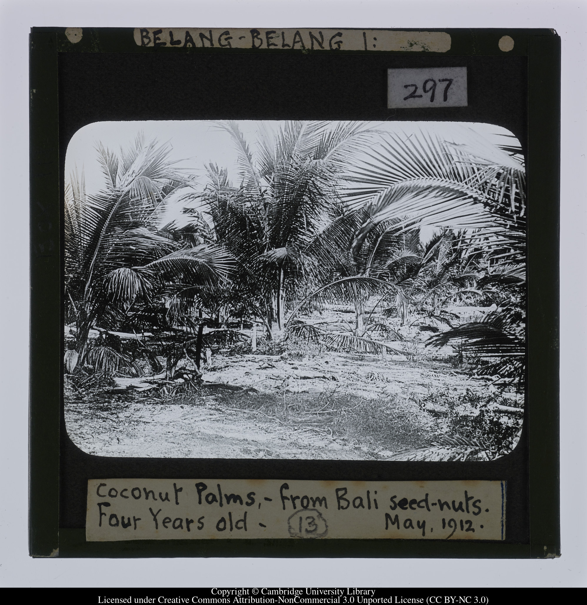 Belang-Belang I: Coconut Palms - from Bali seed-nuts.  Four years old.  May, 1912, 1912-05