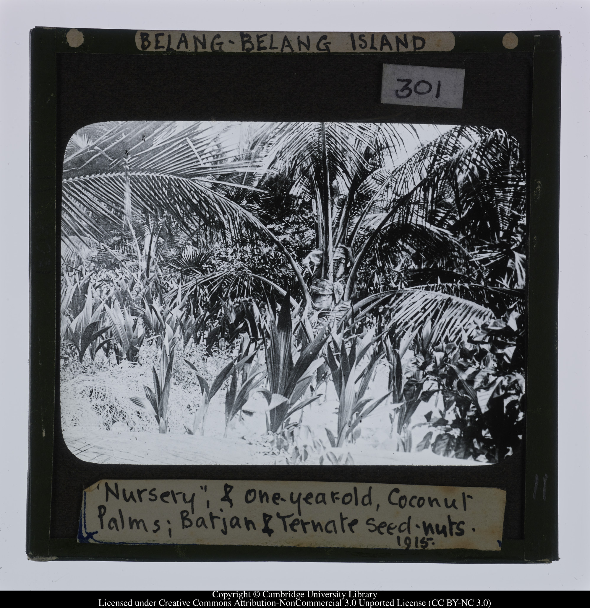 Belang-Belang Island. &#39;Nursery&#39;, and one-year-old Coconut Palms; Batjan [i.e. Bacan] and Ternate seed-nuts. 1915, 1915