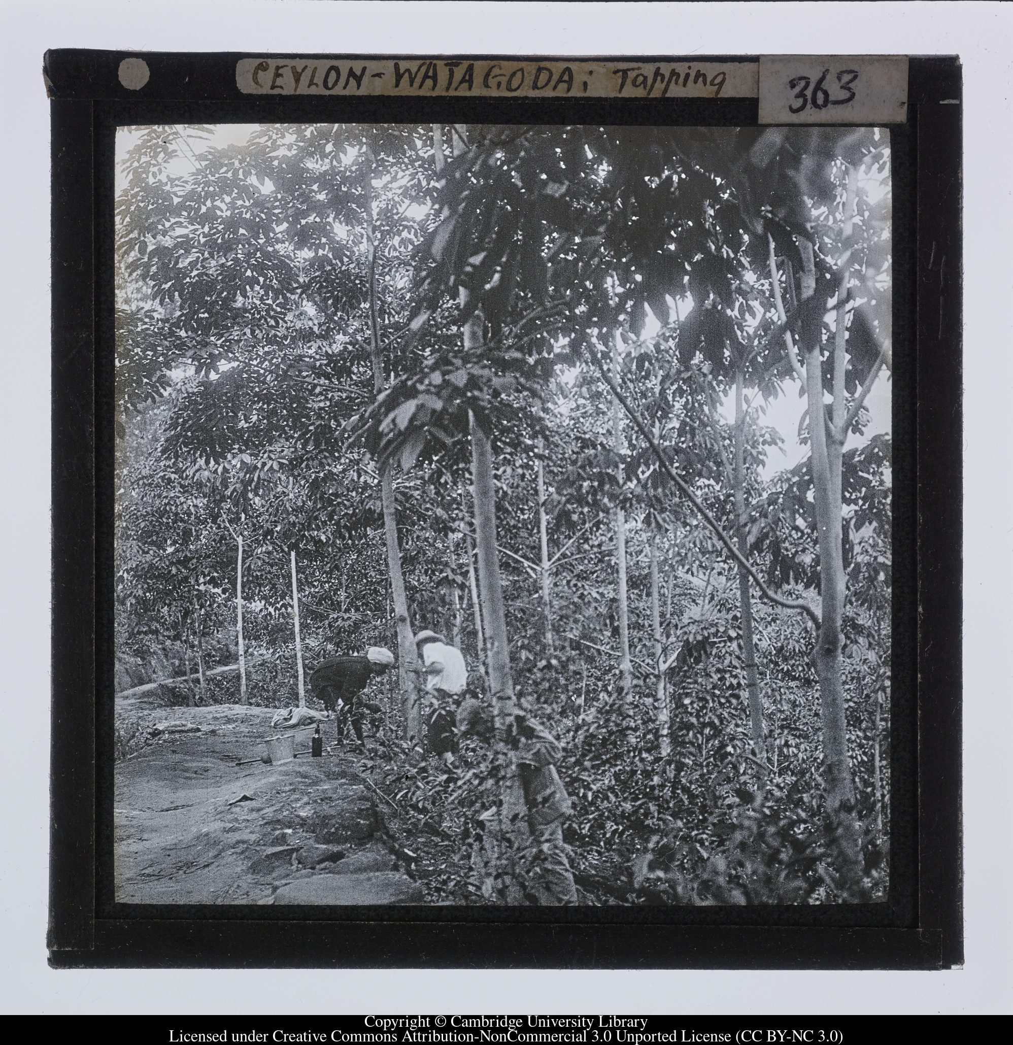 Ceylon - Watagoda; tapping, 1910 - 1911