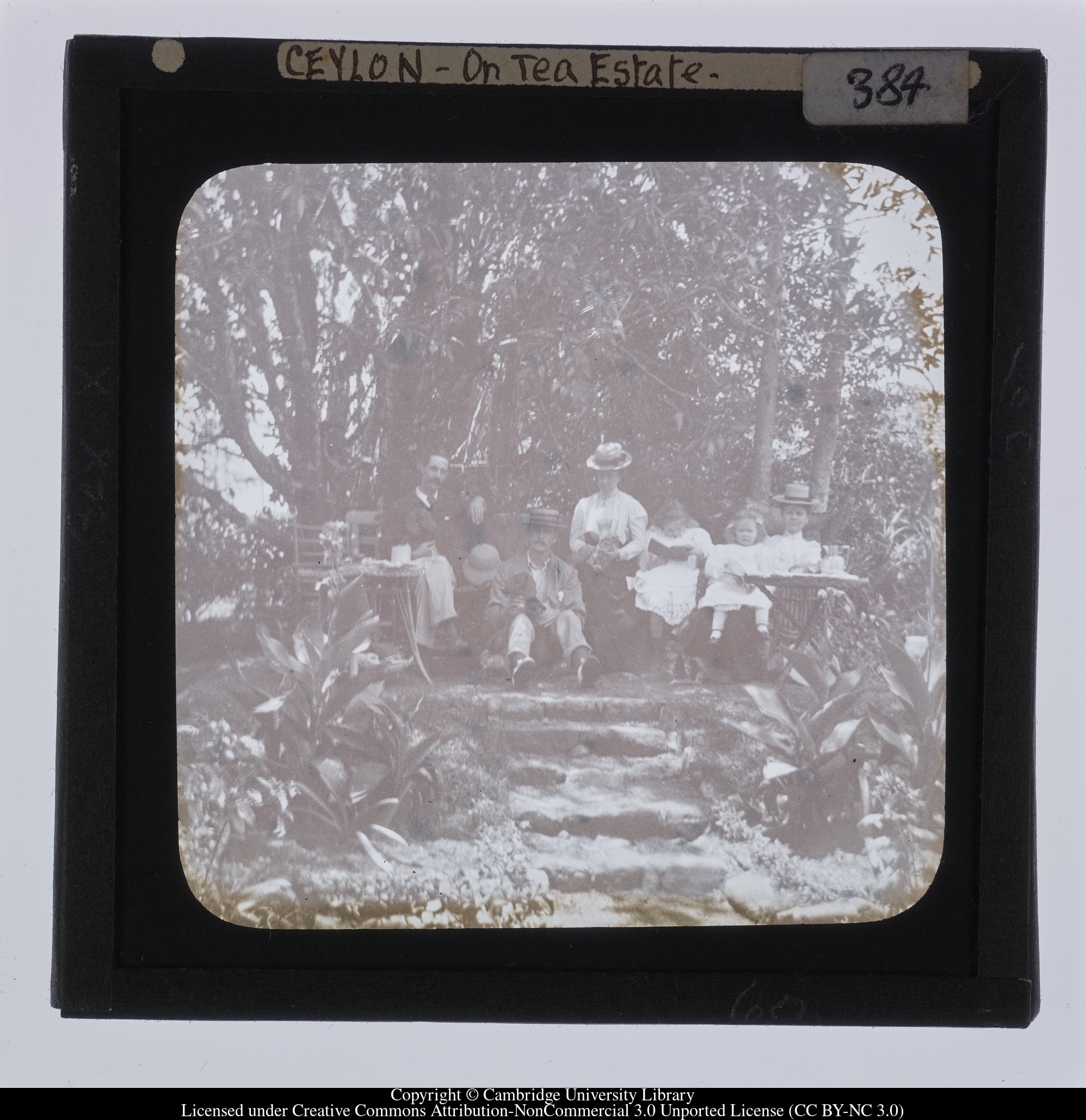 Ceylon [i.e. Sri Lanka] - on tea estate, 1910 - 1911